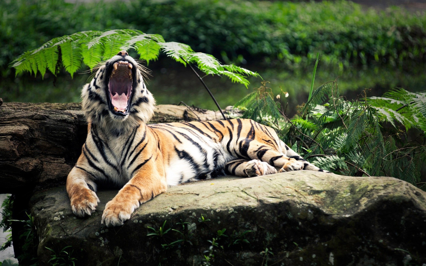 Пасть тигра