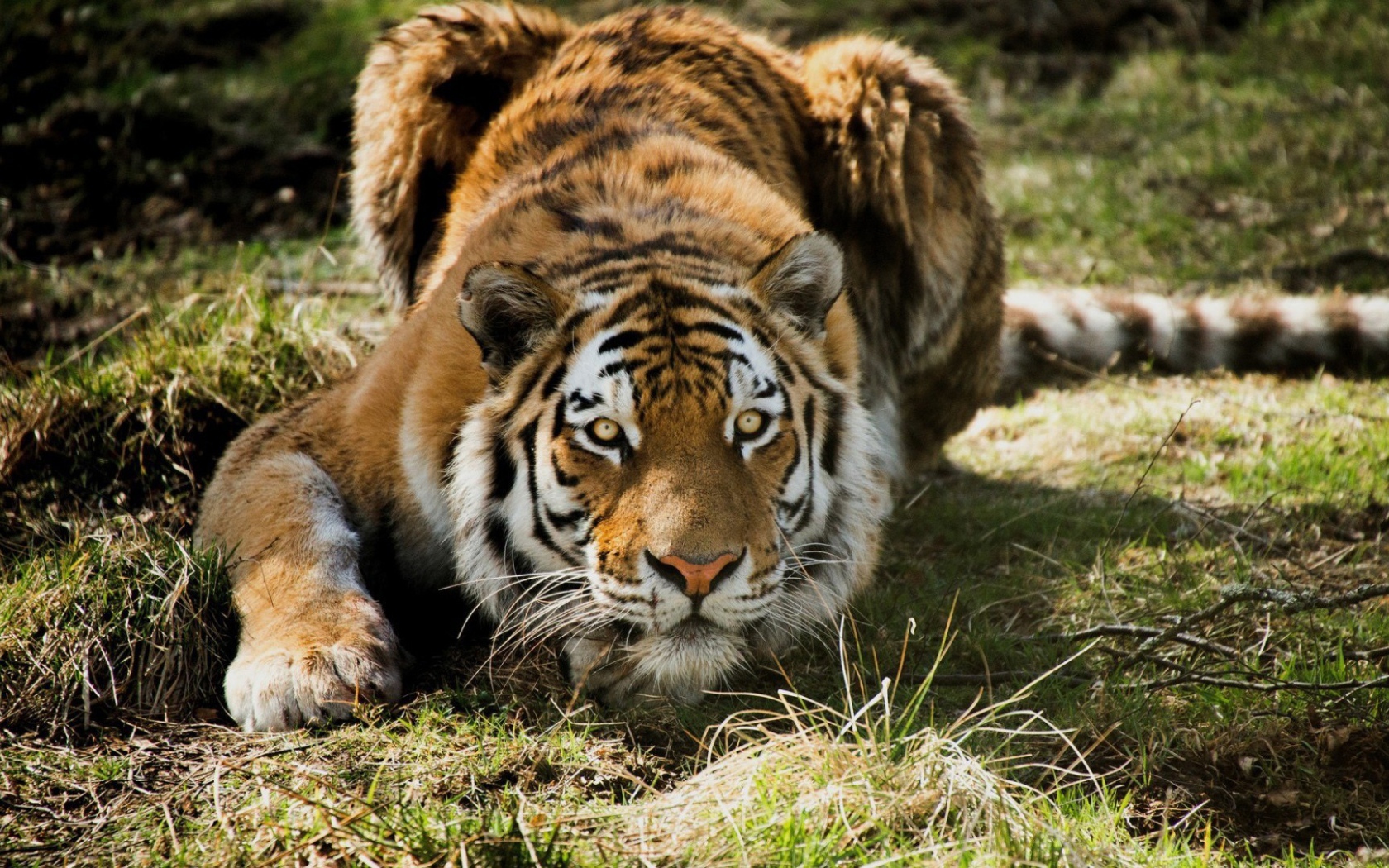 Тигр на охоте