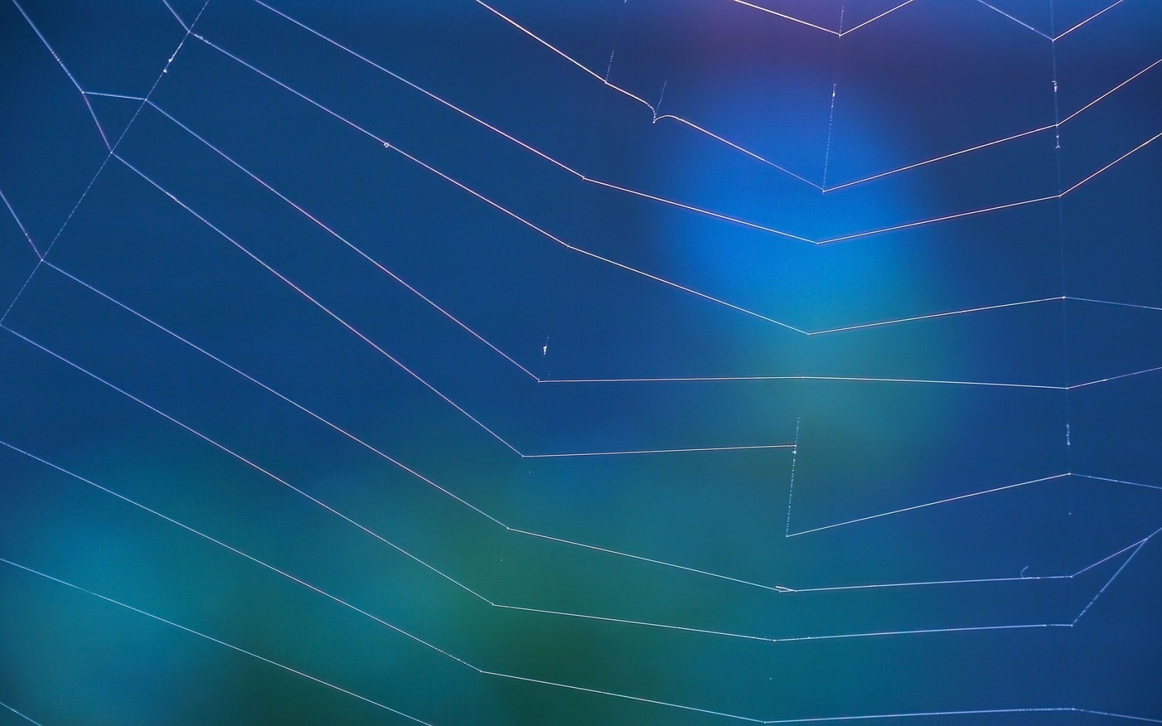 Мировая паутина