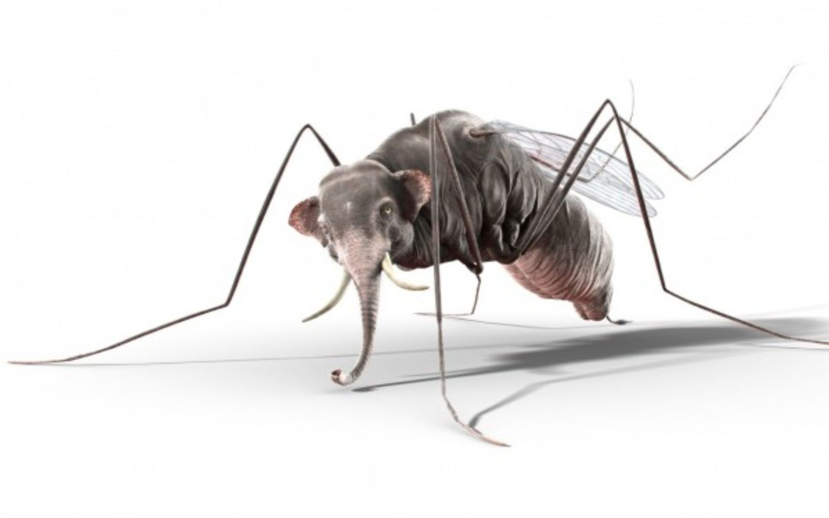 Комар с головой слона