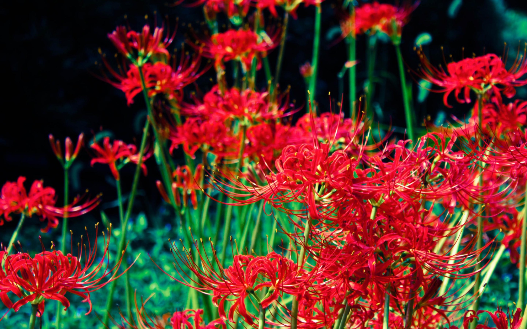 Яркие красные цветы