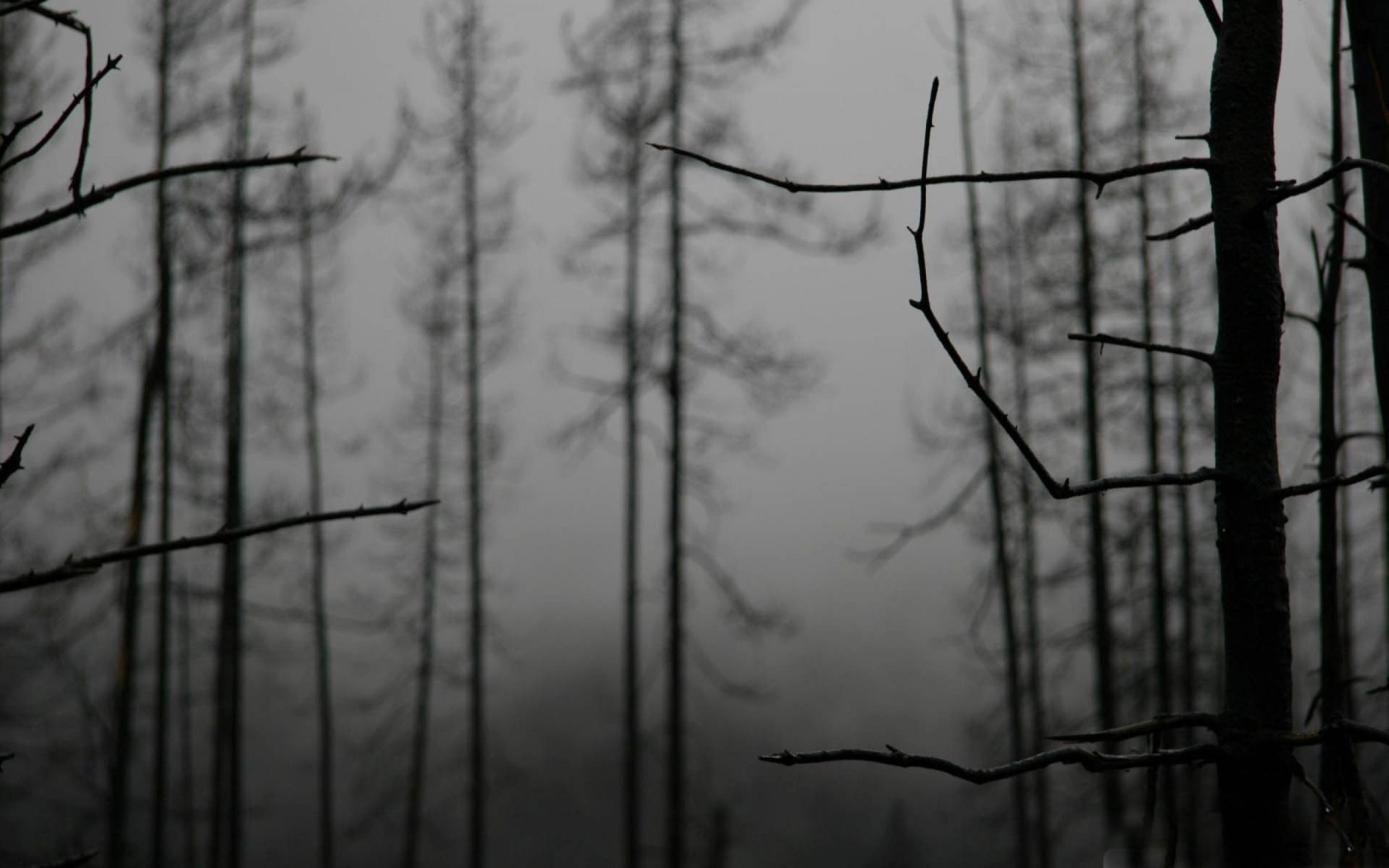 Ветки деревьев зимой