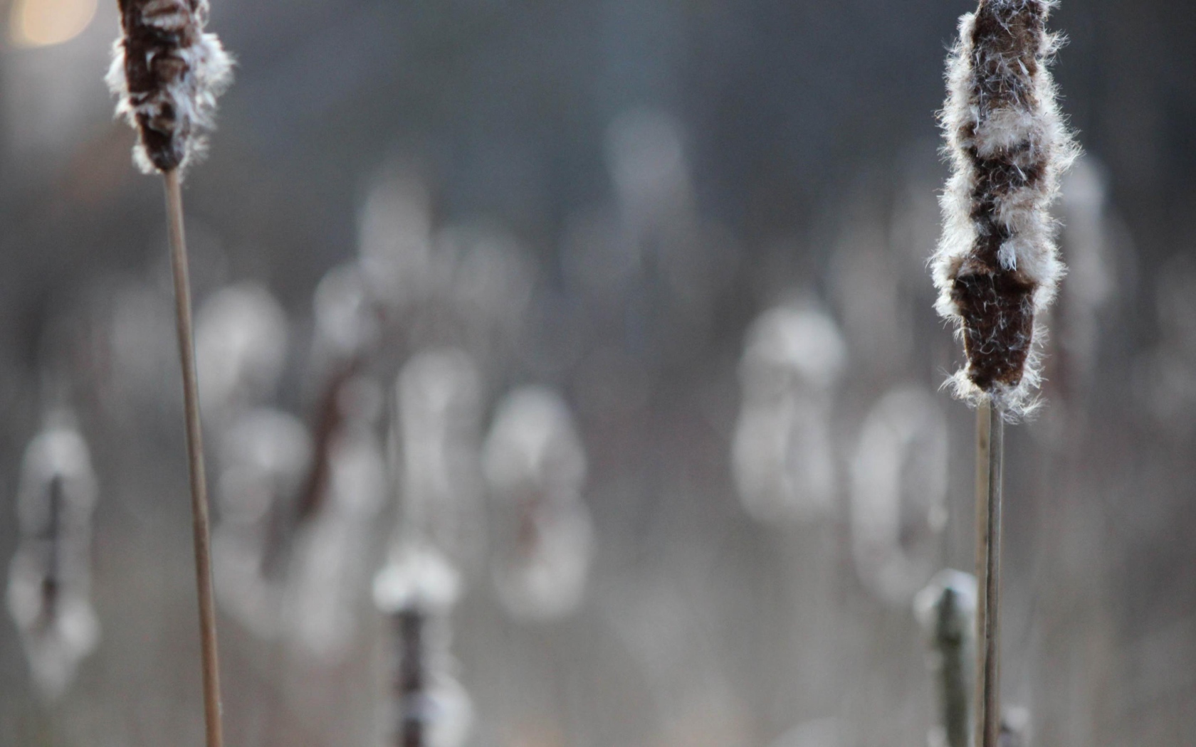 Два колоска