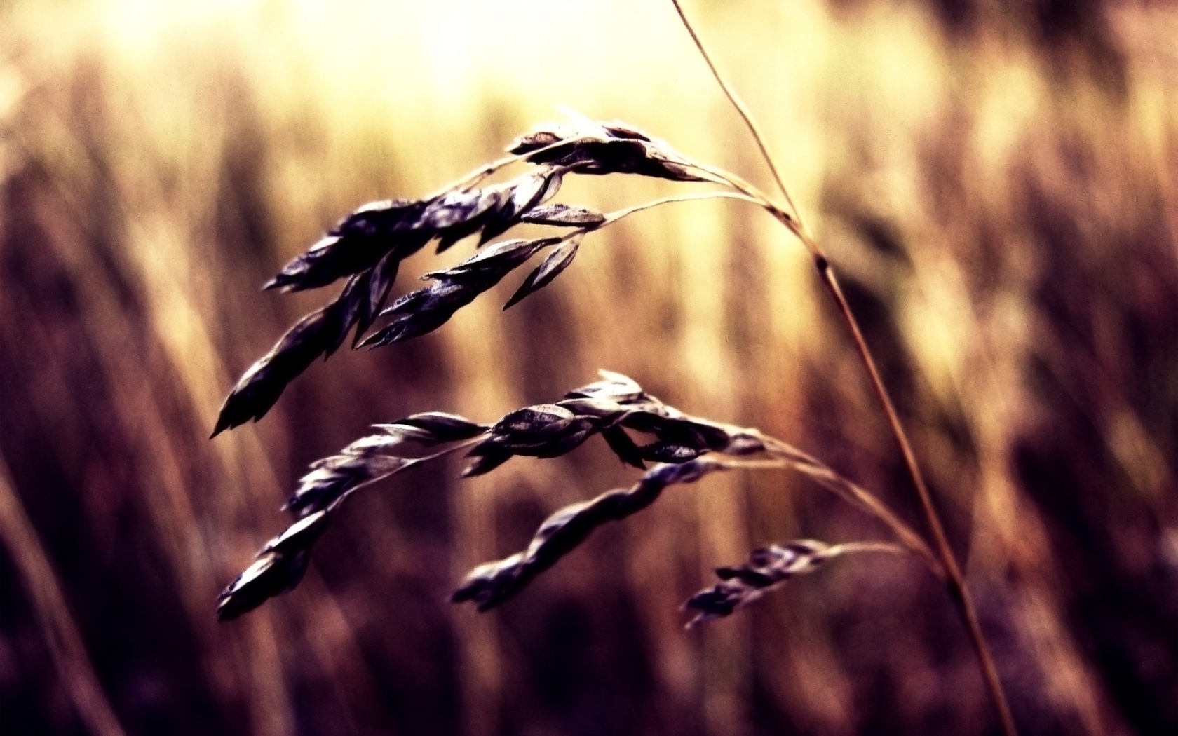 Колосок пшеницы