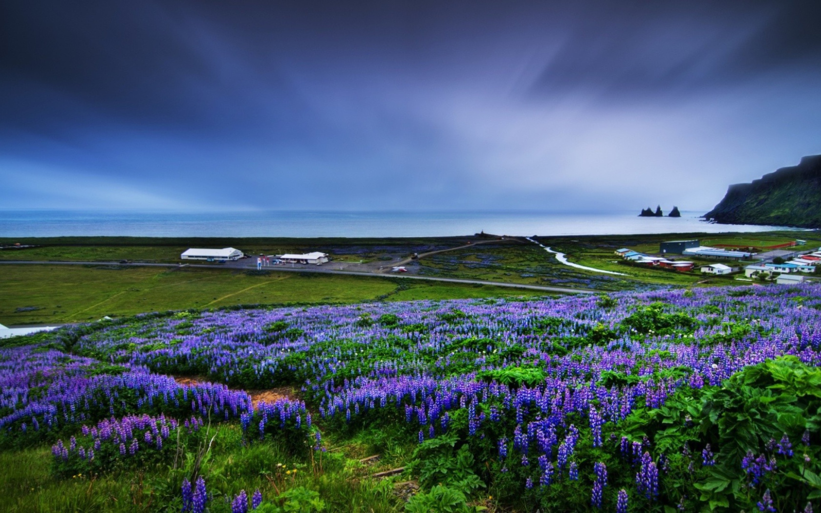 Цветет люпин