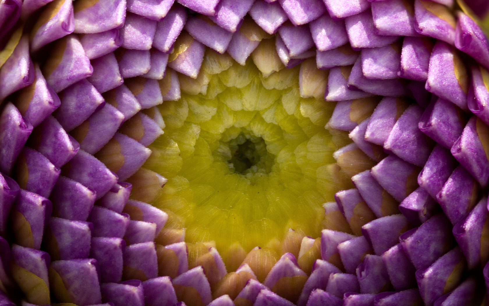 Цветок георгины