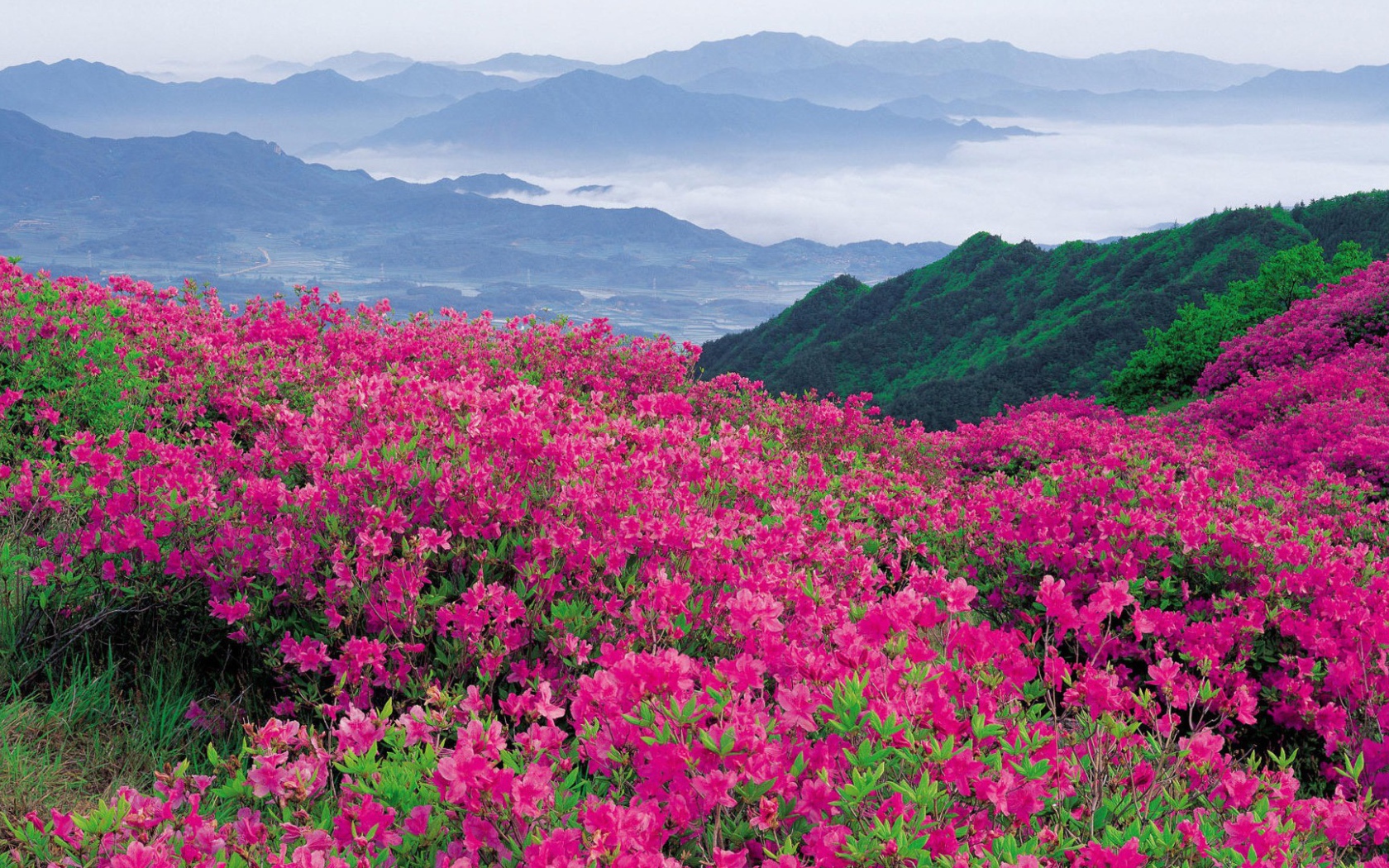 Цветы в горах