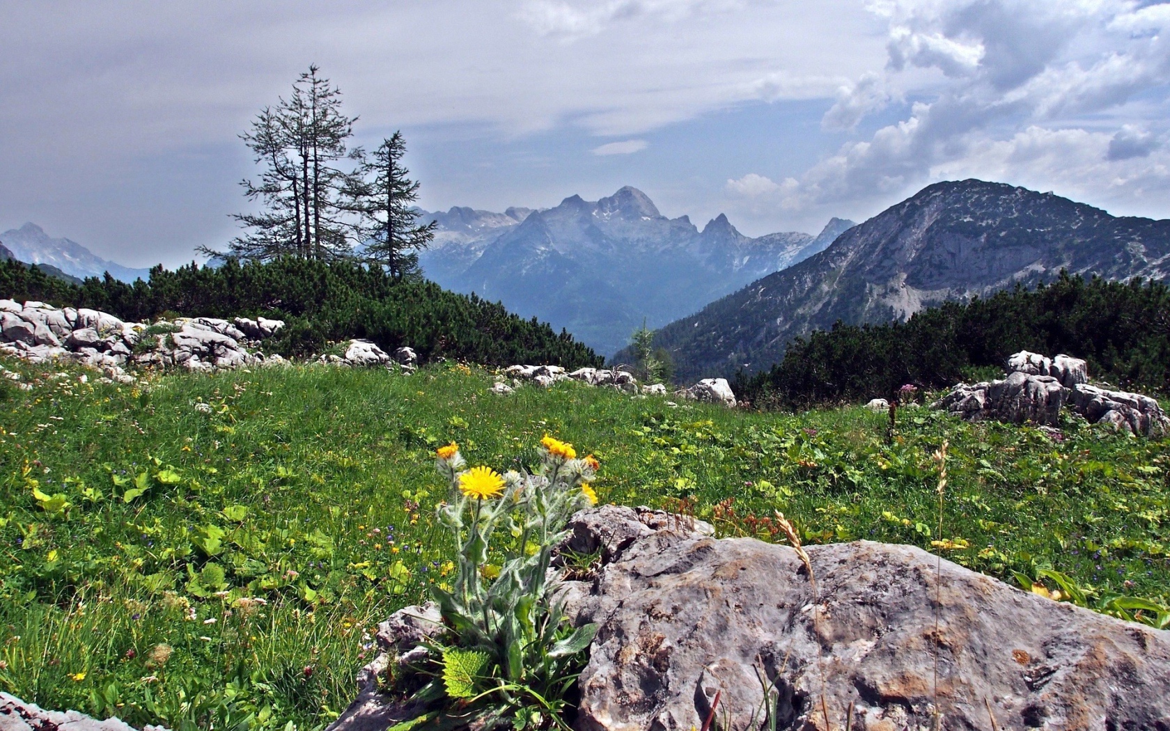Цветы на камнях