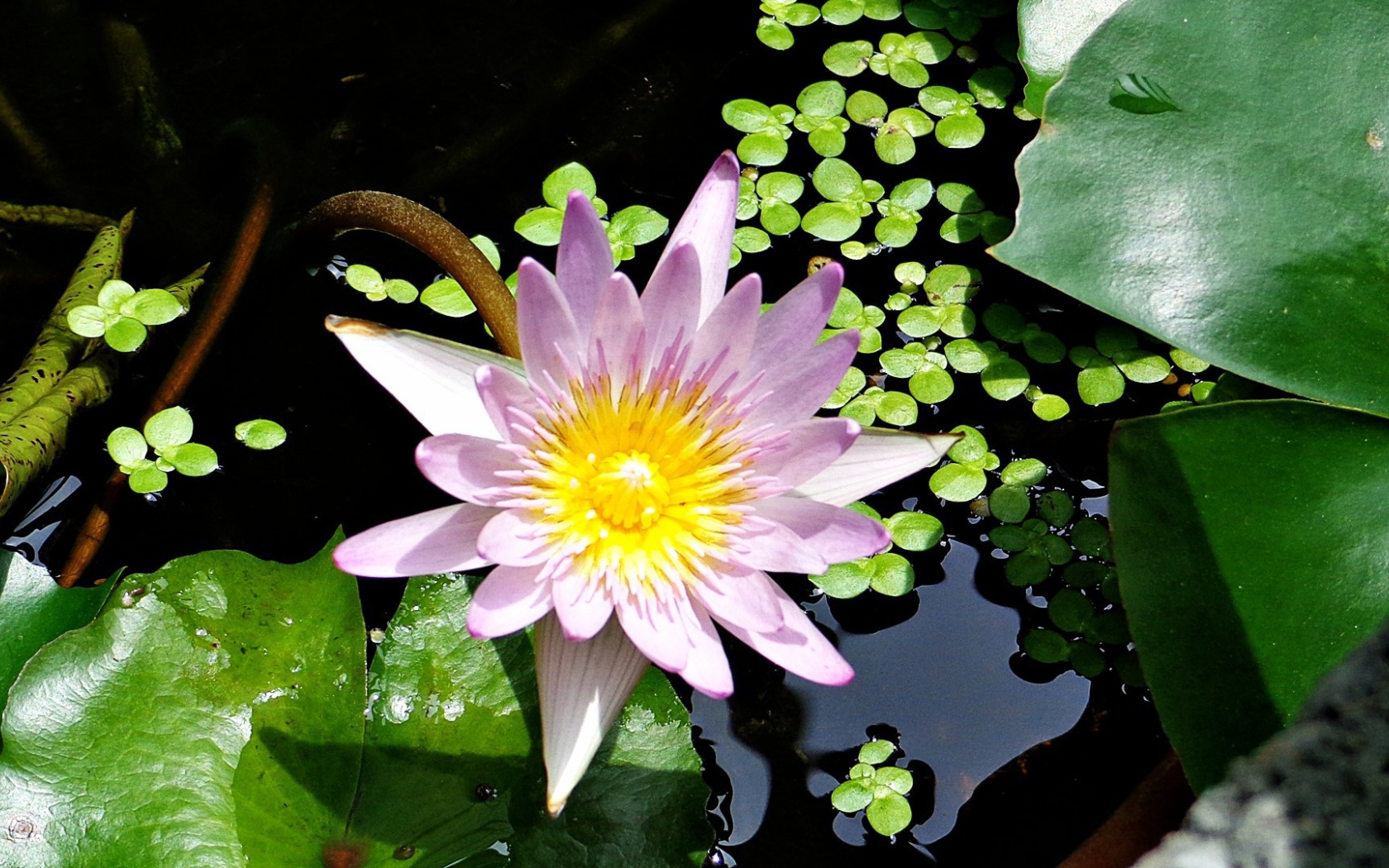 Lilac in water Lily
