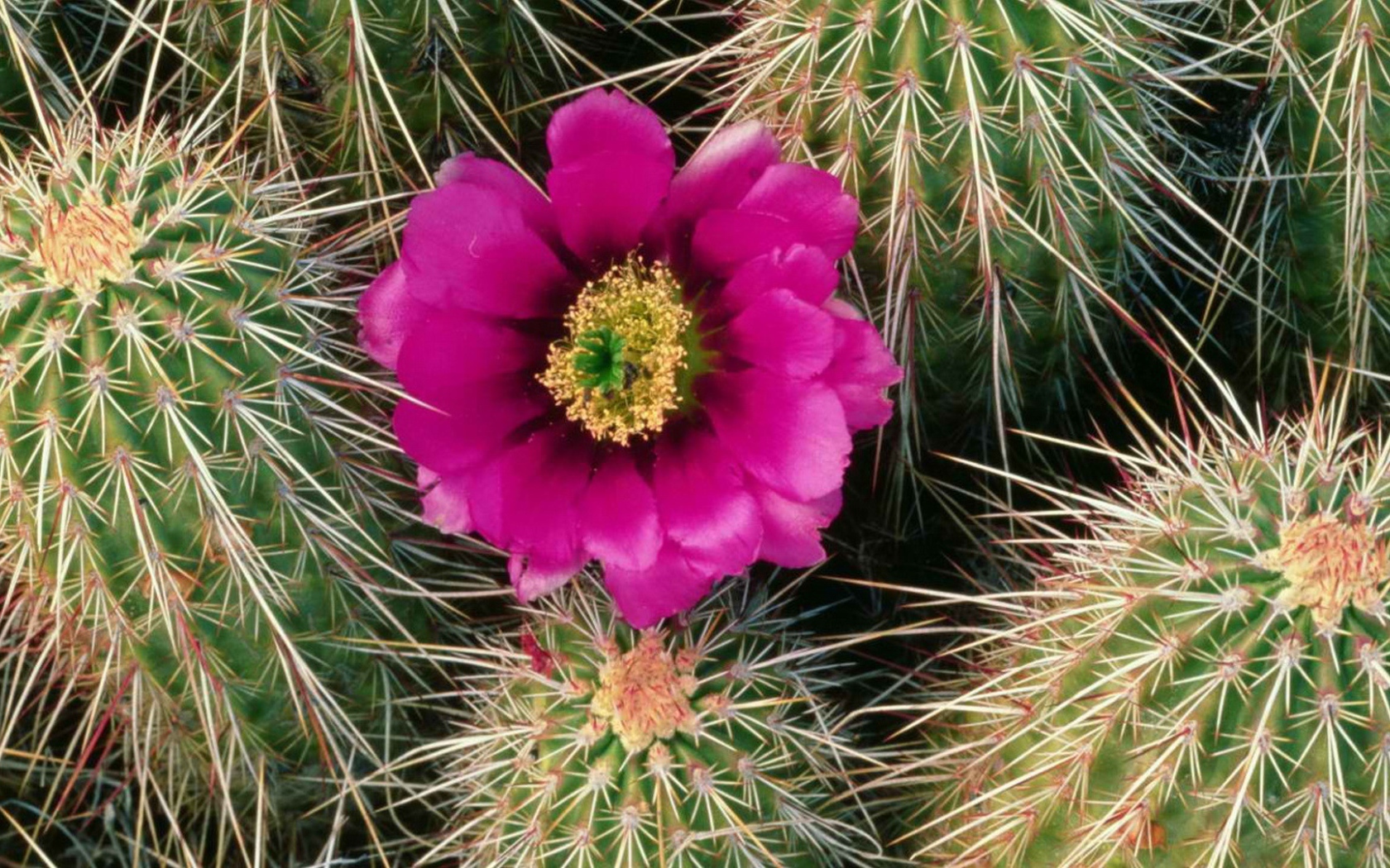 Один Розовый цветок кактуса
