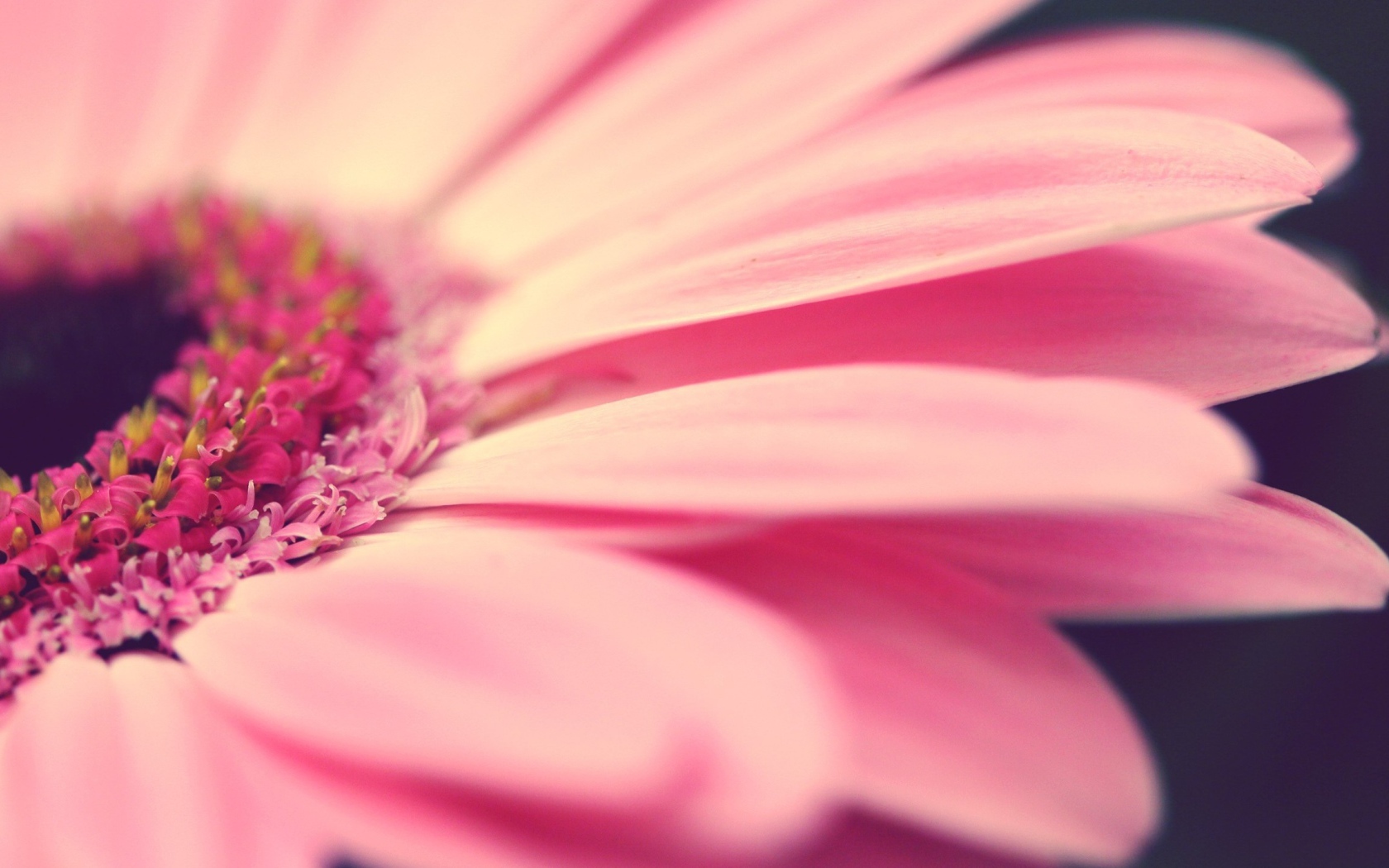 Лепестки розового цветка