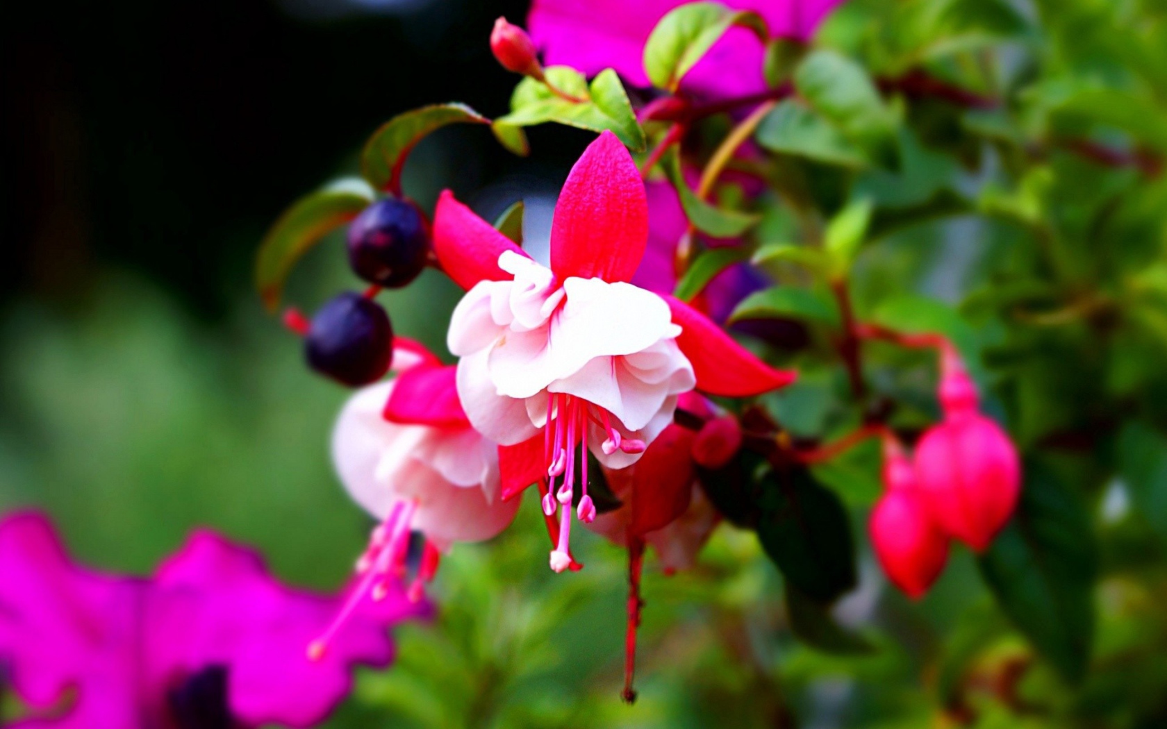 Красно-белые цветы