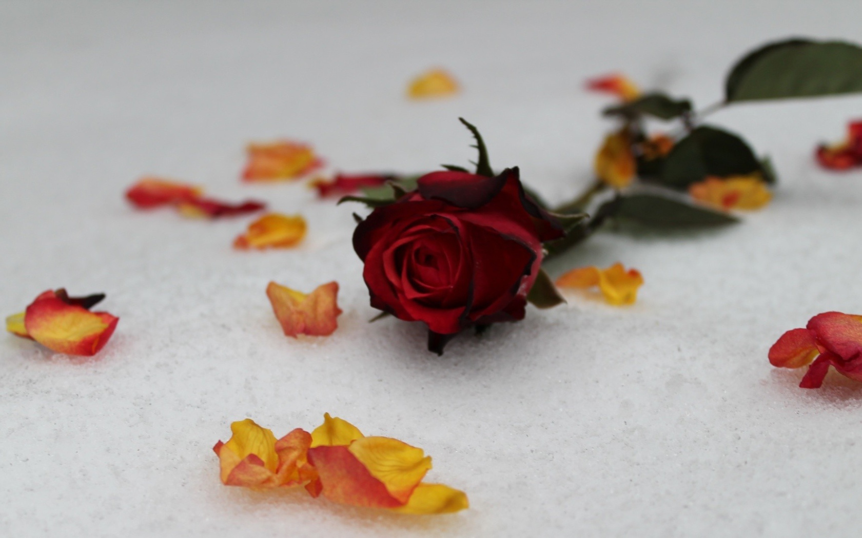 Красная роза на снегу