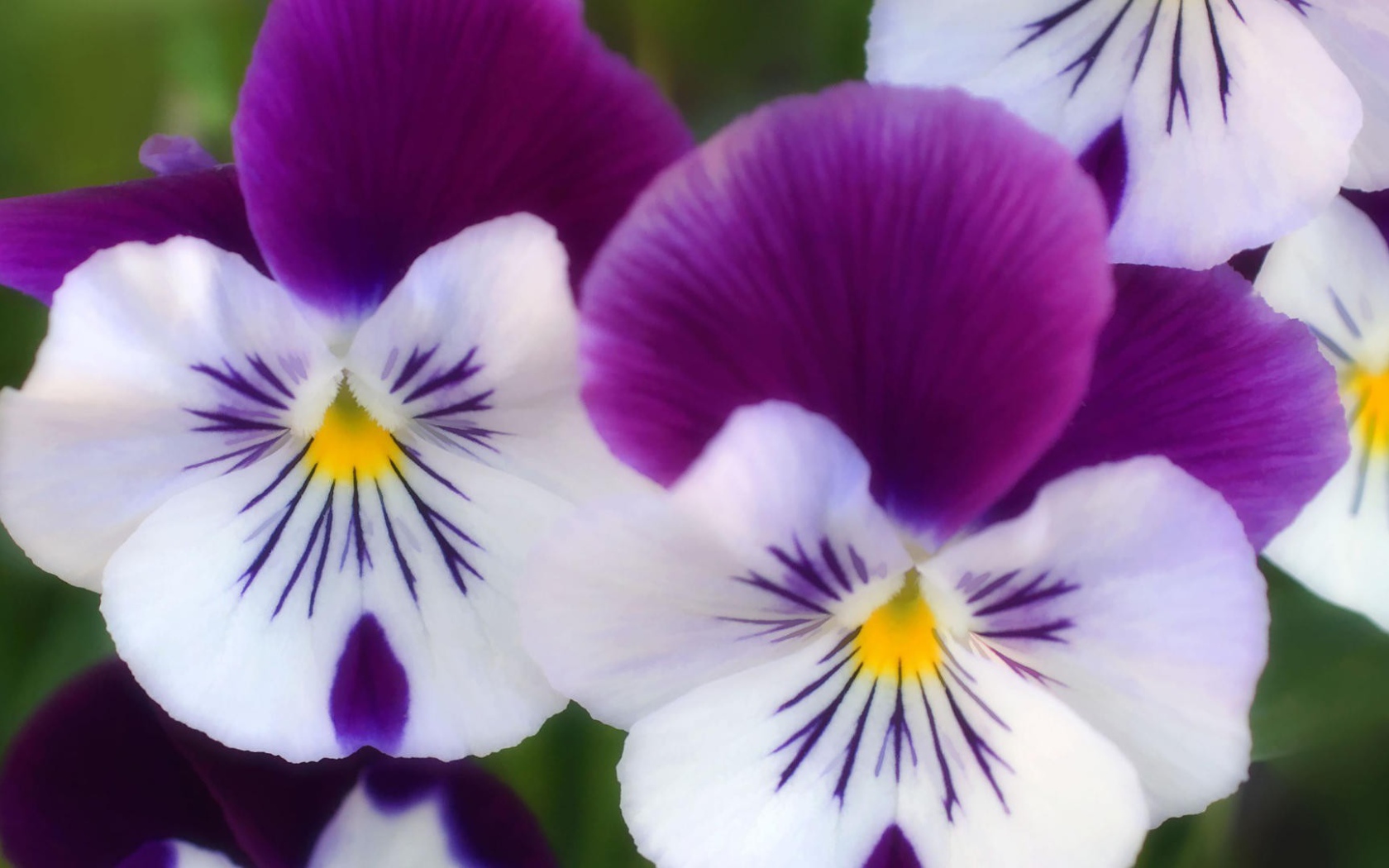 Бело сиреневые цветы