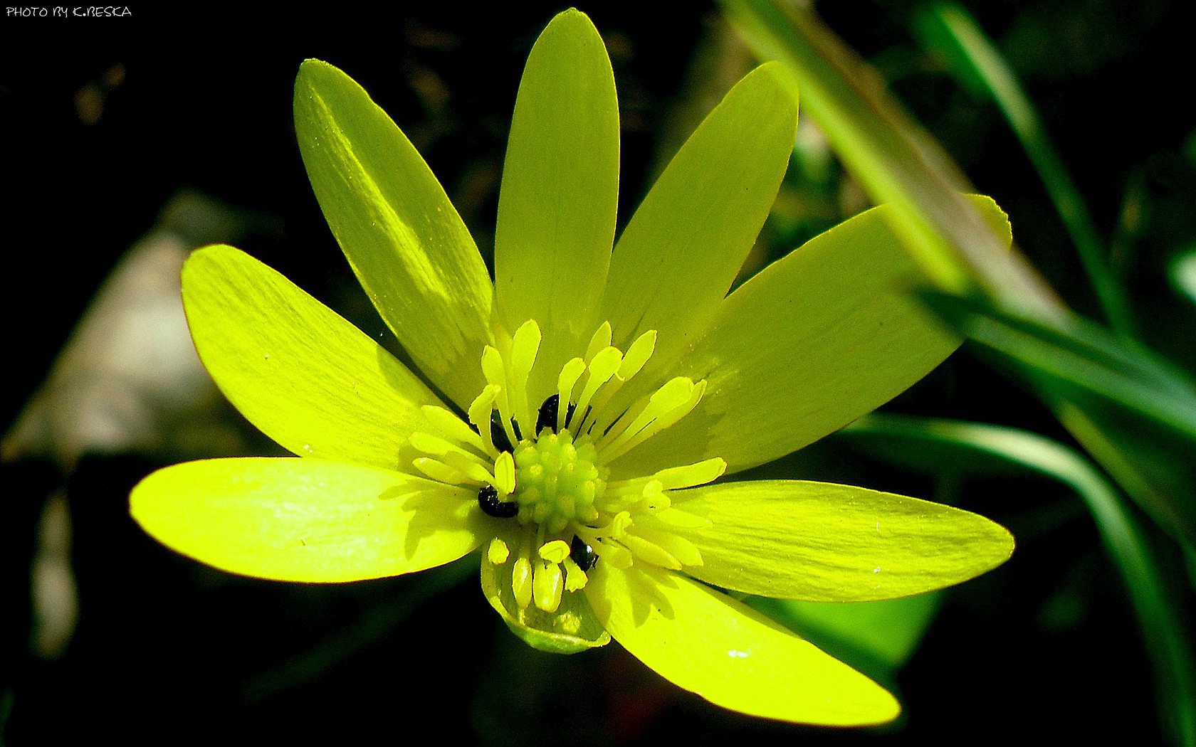 Желтый цветок с жуками