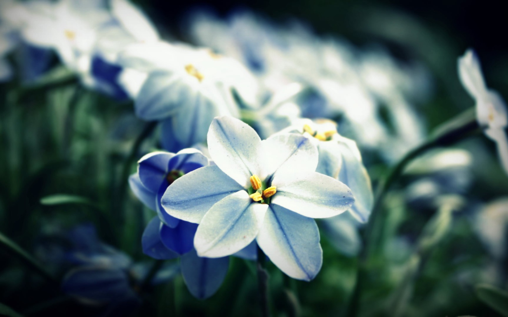 Сине белые цветы