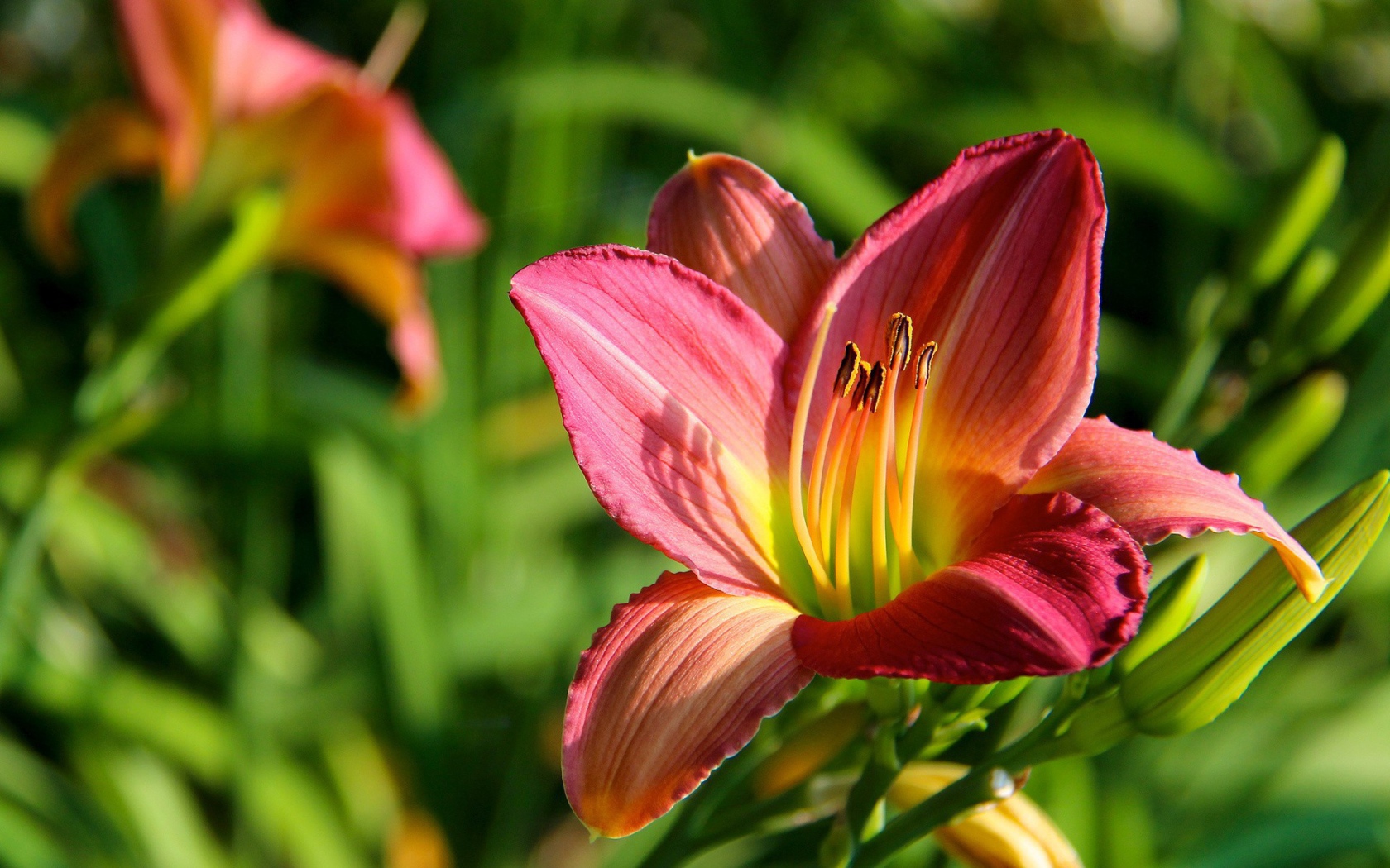 Цветок с тычинками