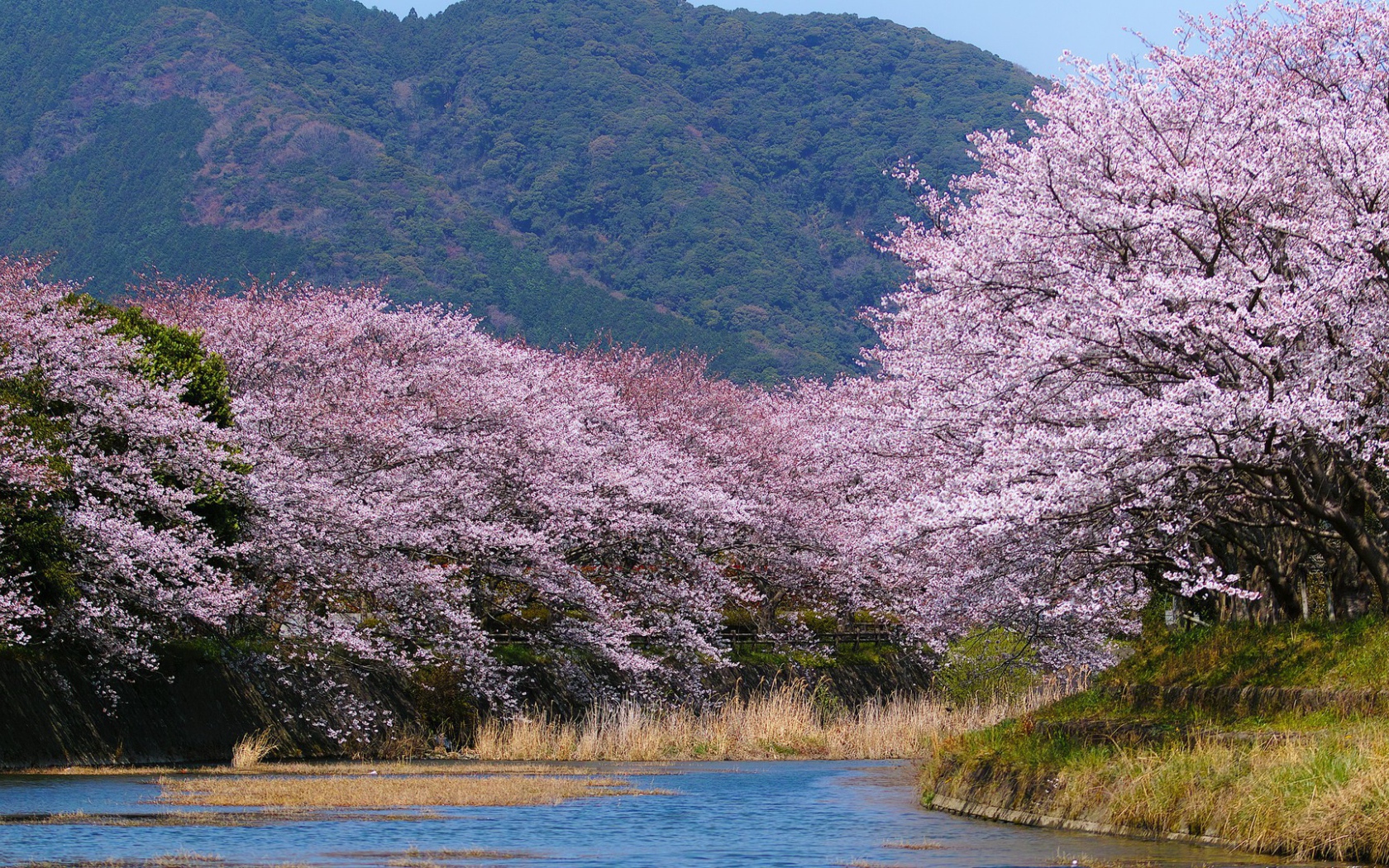 Деревья в белом цвету