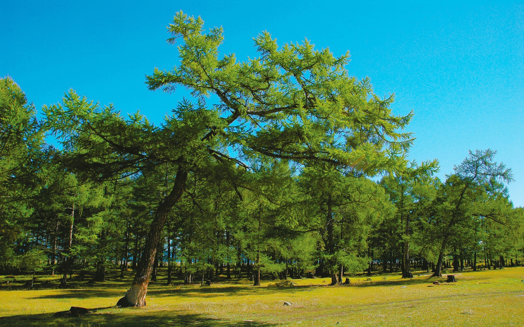 Парк больших деревьев