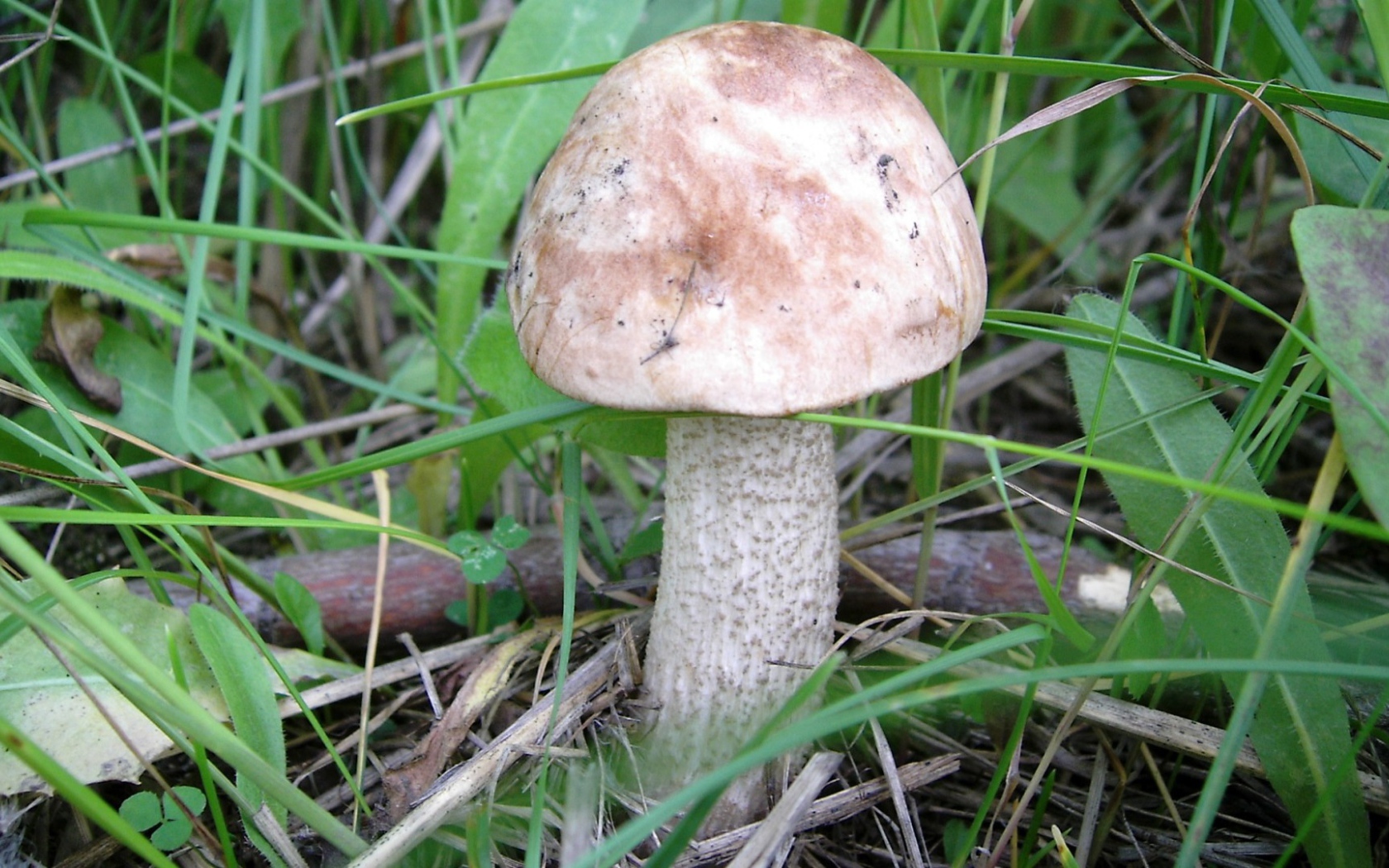 Осенний Гриб подберезовик