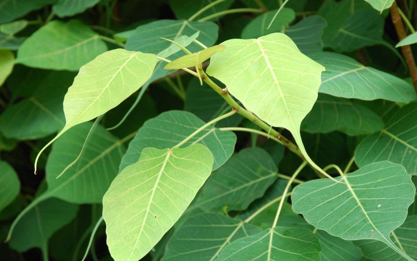 Зеленый кустарник