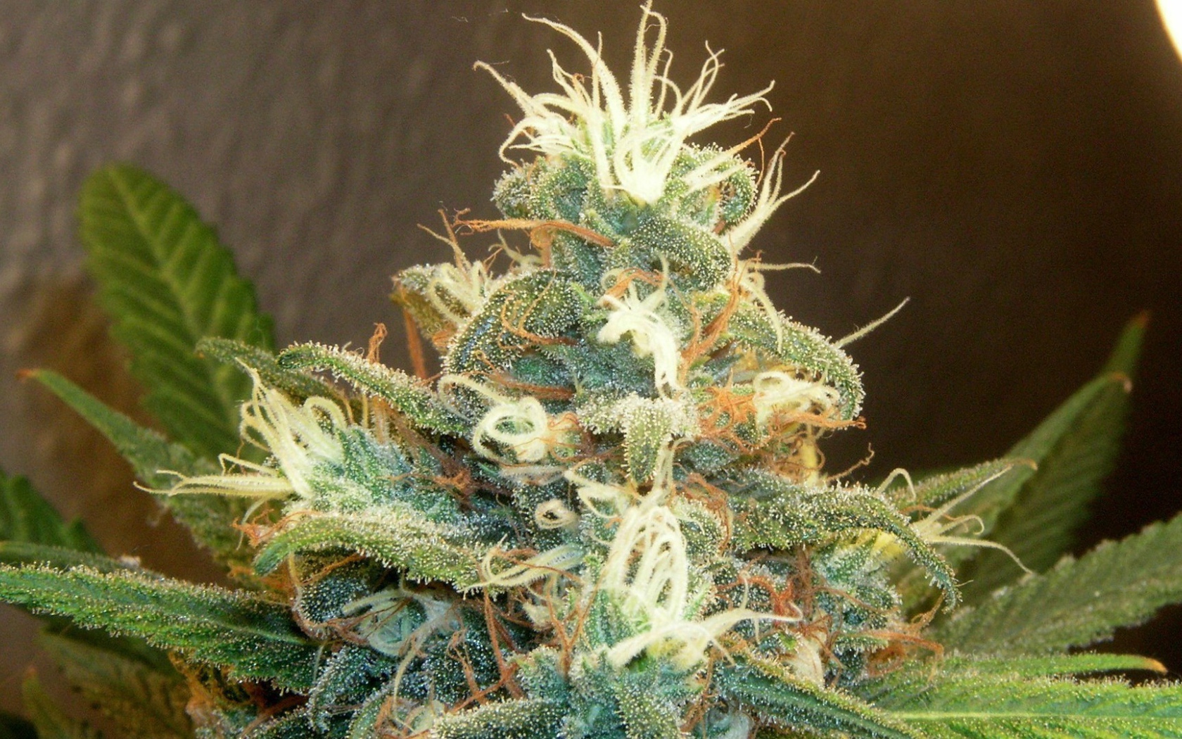 Марихуана почки растений 