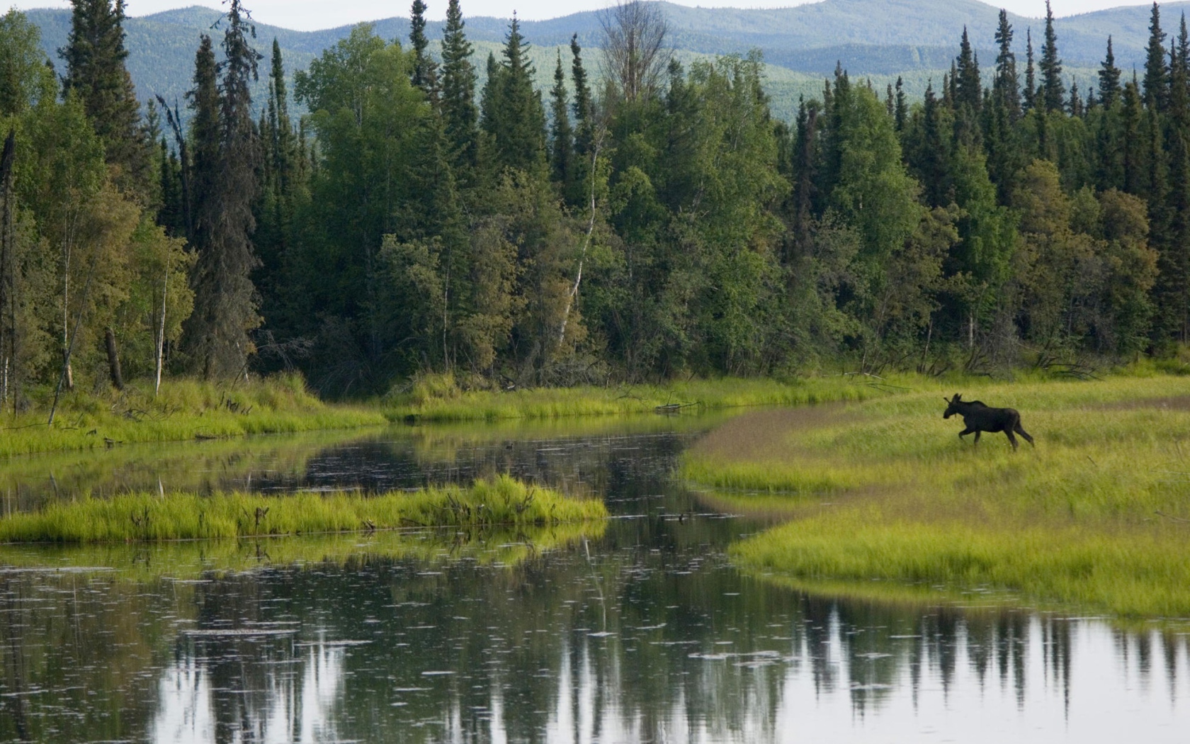 Лось бежит по болоту