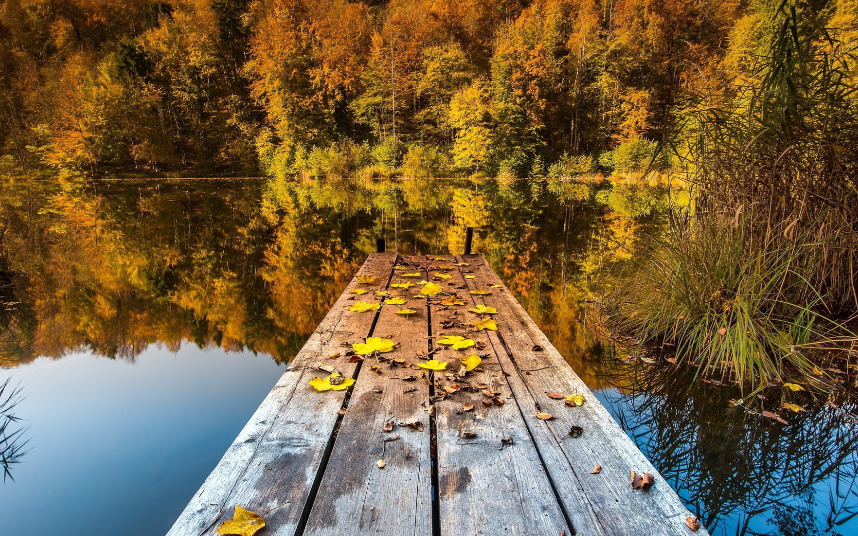 Желтые листья на мостике