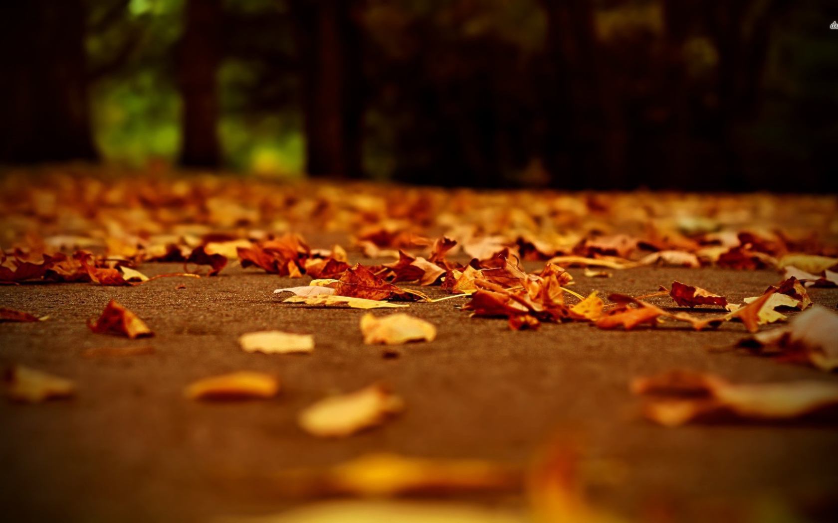 fallen leaves of the autumn