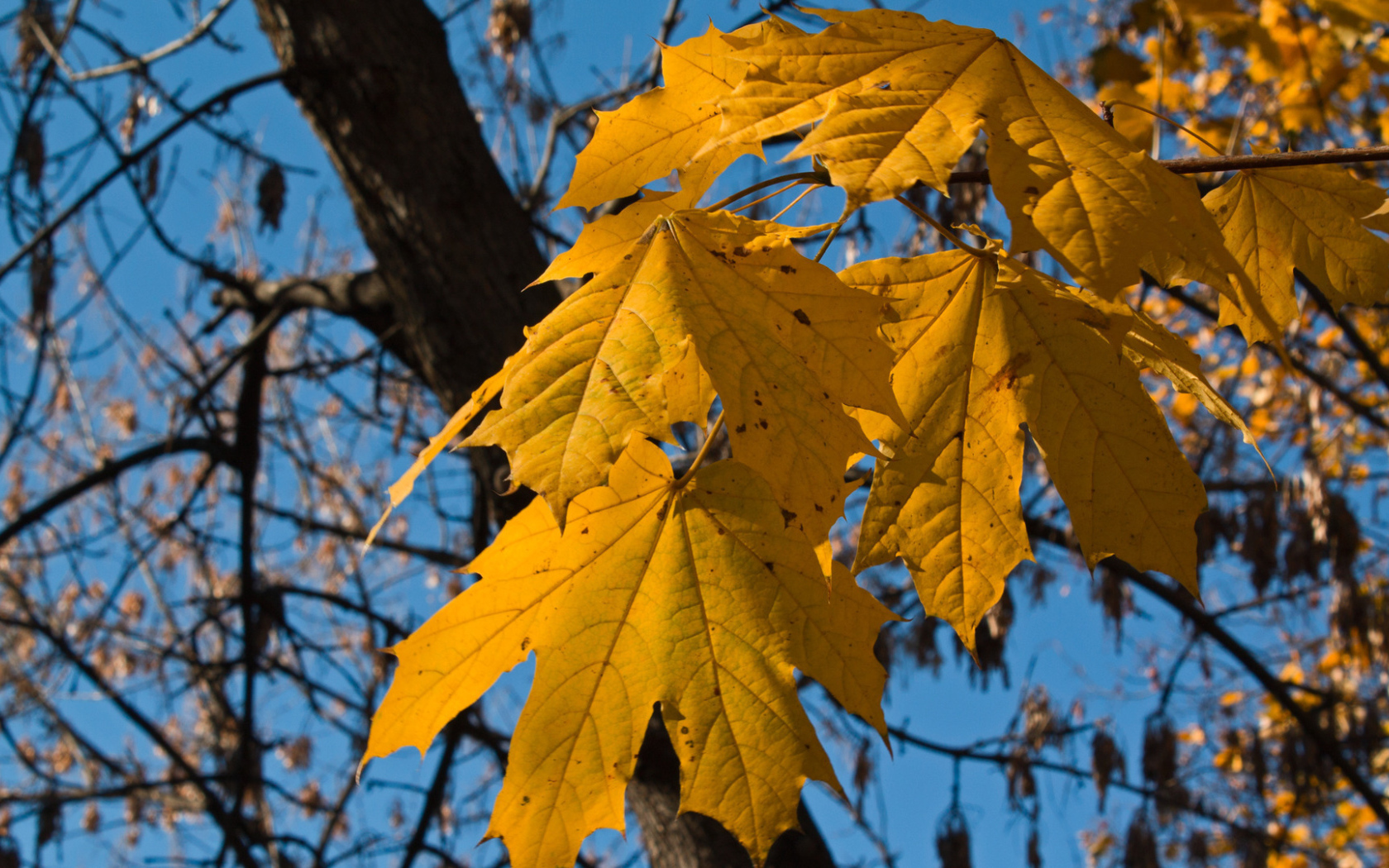 Желтые осенние листья на ветру