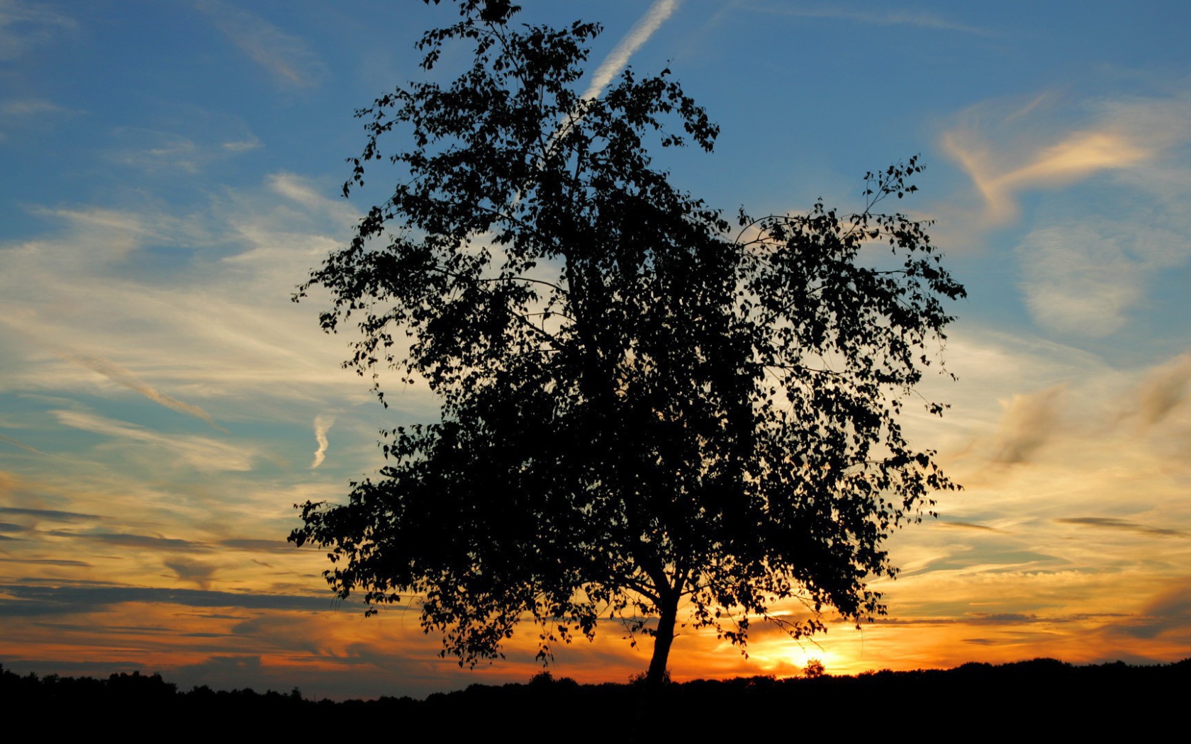 Одинокое дерево на закате