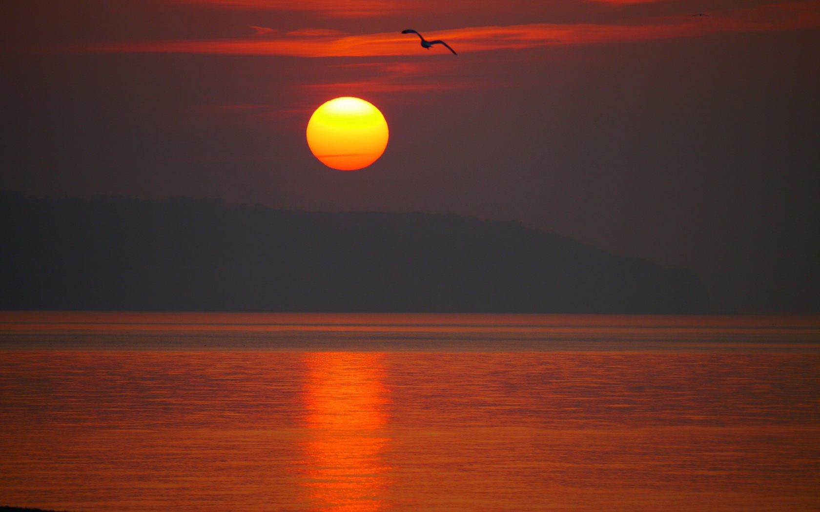 Закат над морем с птицей