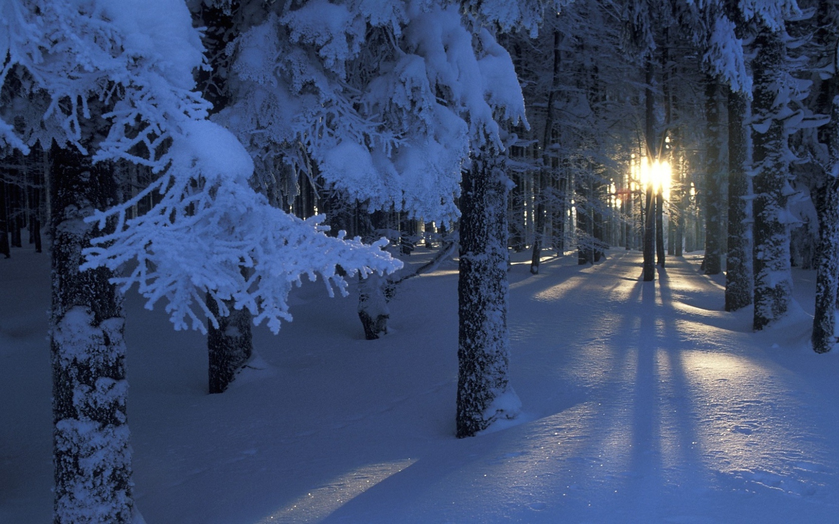 Солнце светит сквозь деревья в зимнем лесу