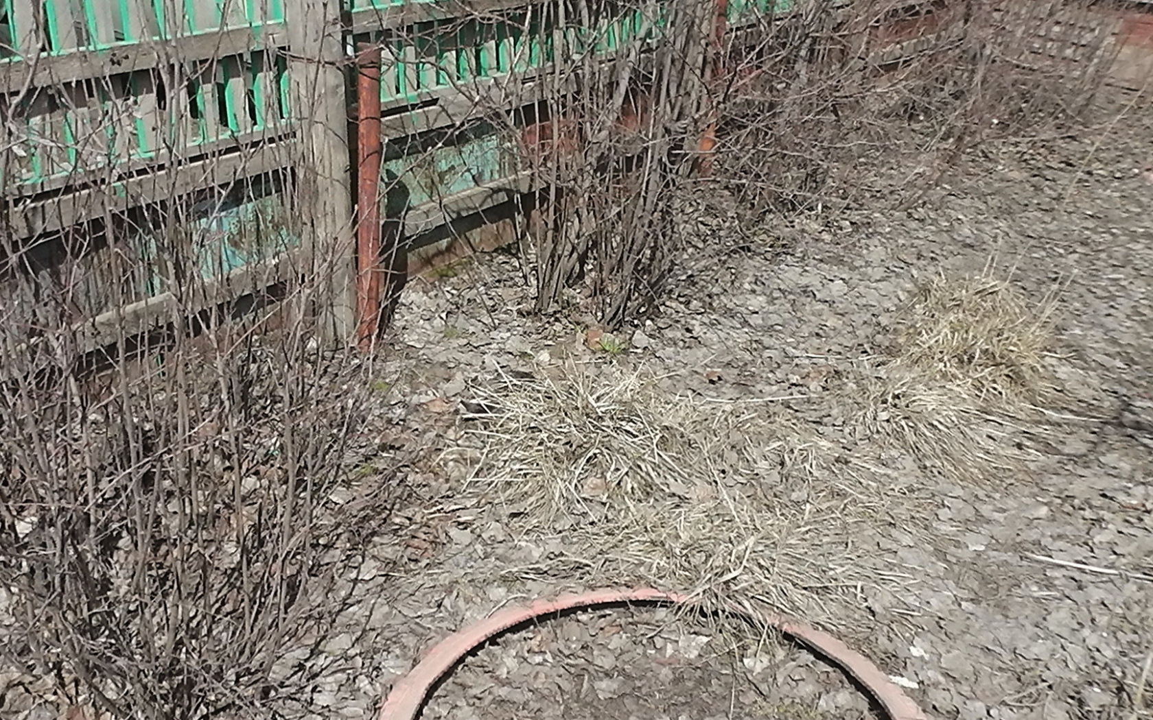 Найди кота в сухой траве