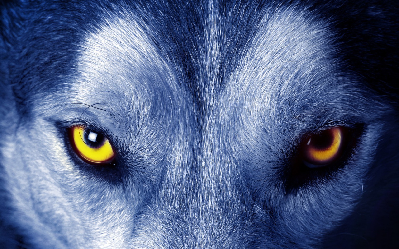 Звериный взгляд