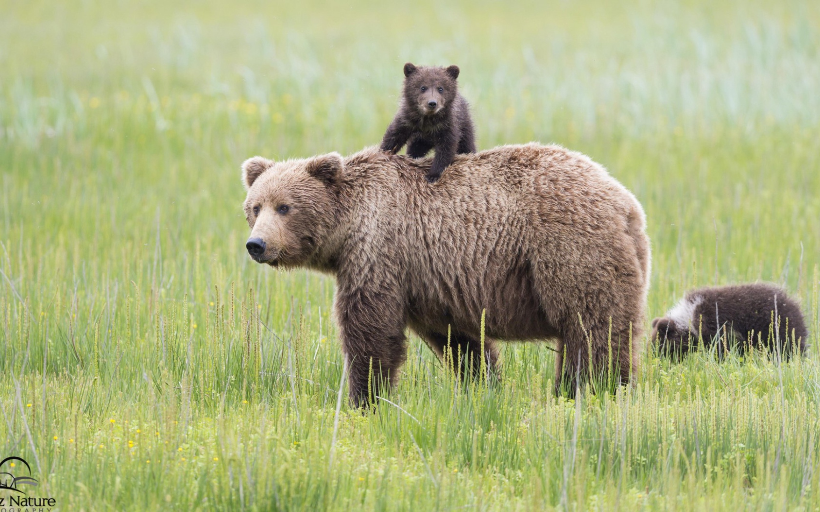 Mедведица и медвежонок на траве