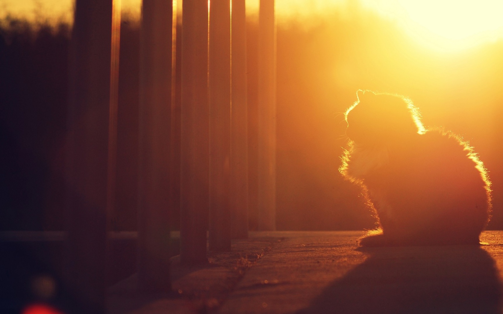 Кошка на закате