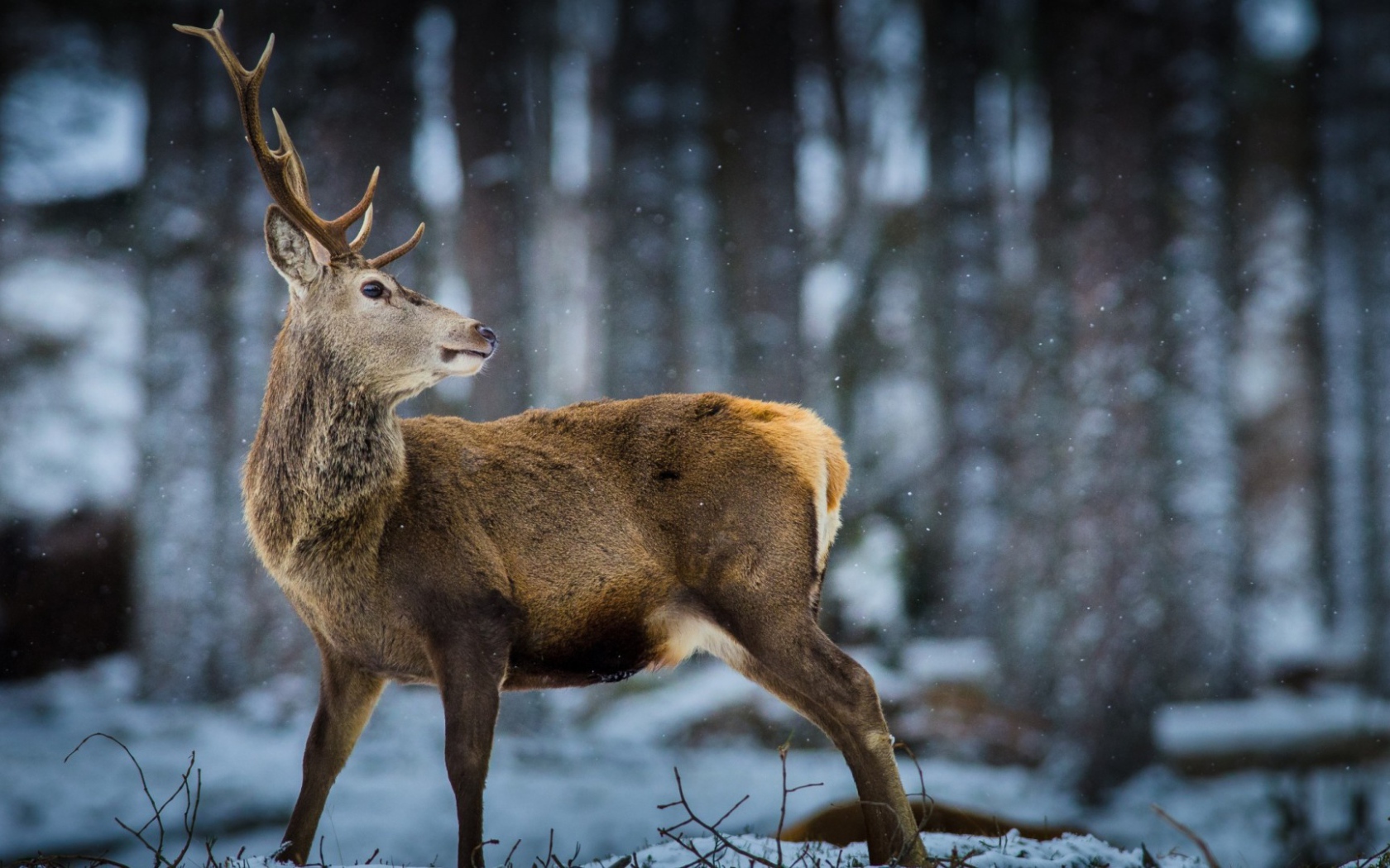 Oлень в зимнем лесу