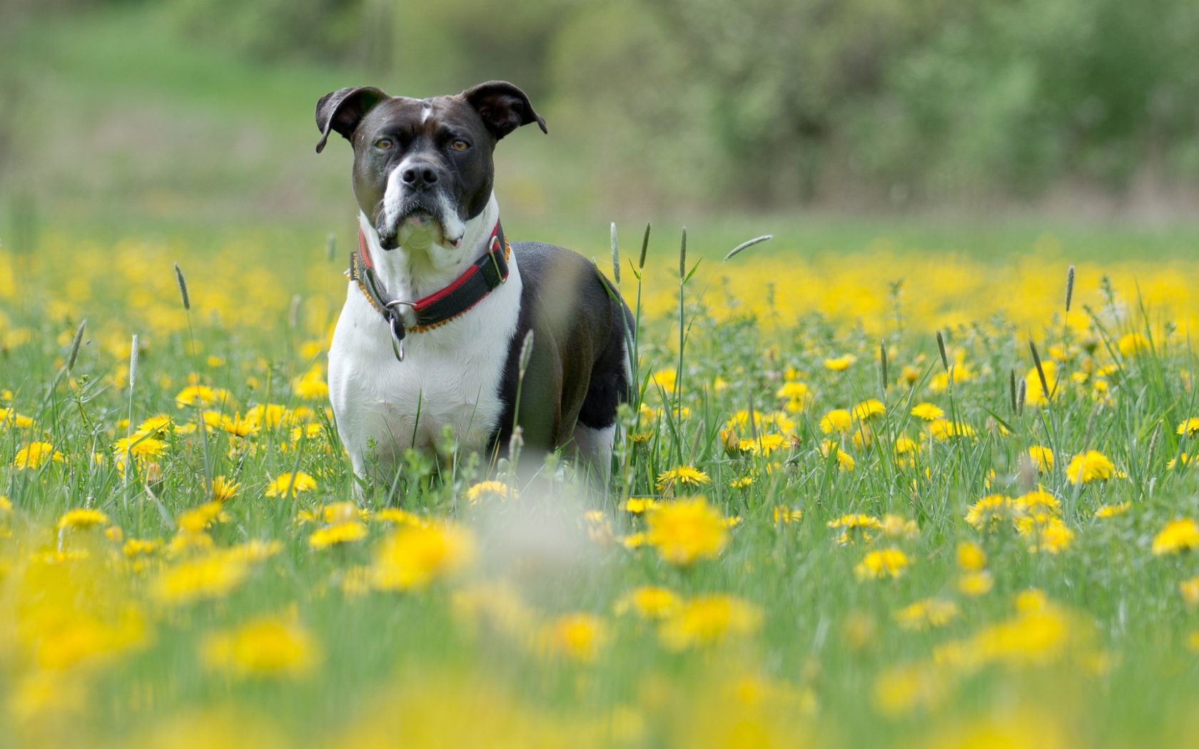 Cобака и одуванчики
