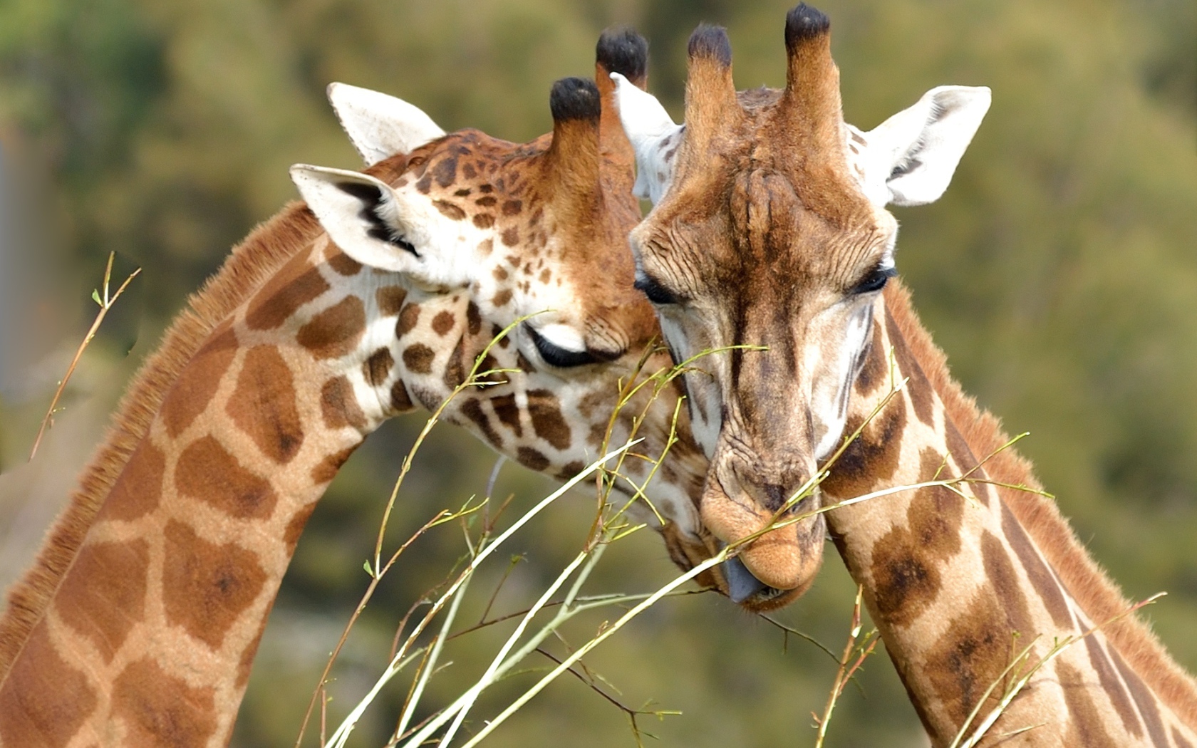 Мордочки пары жирафов