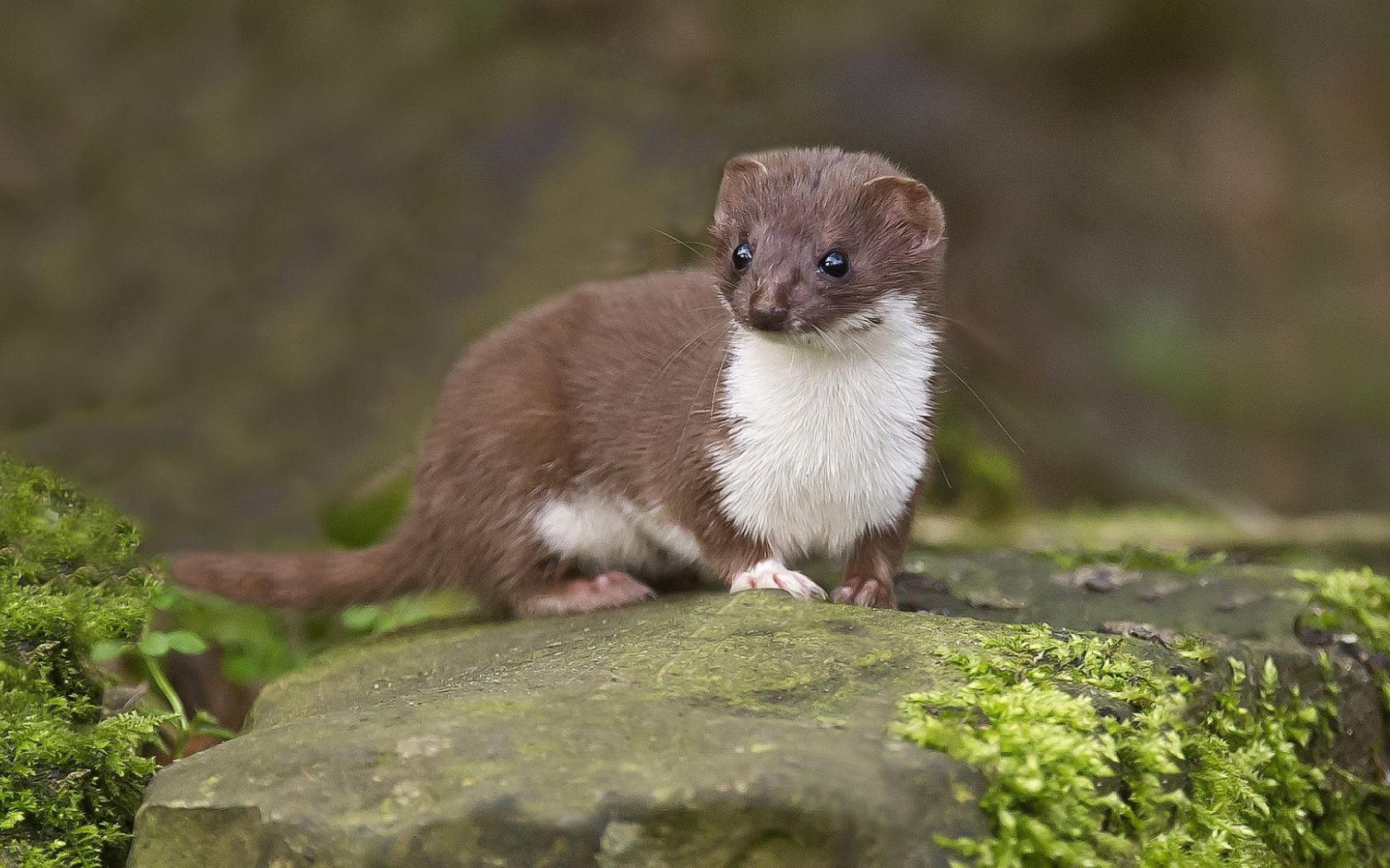 Забавный горностай