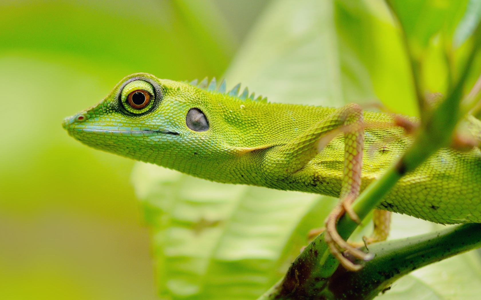 Зеленый зверь в джунглях