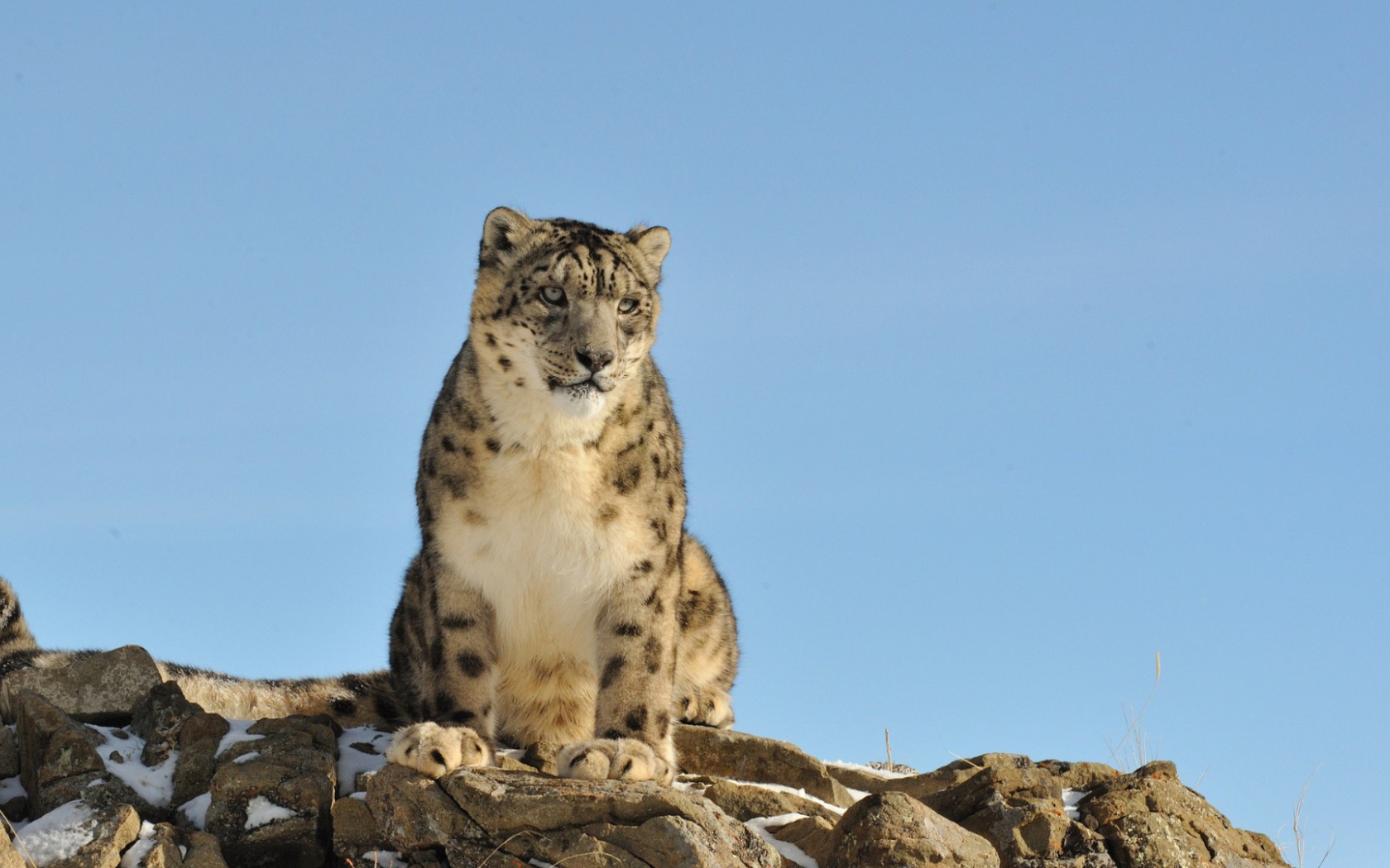 Грустное животное