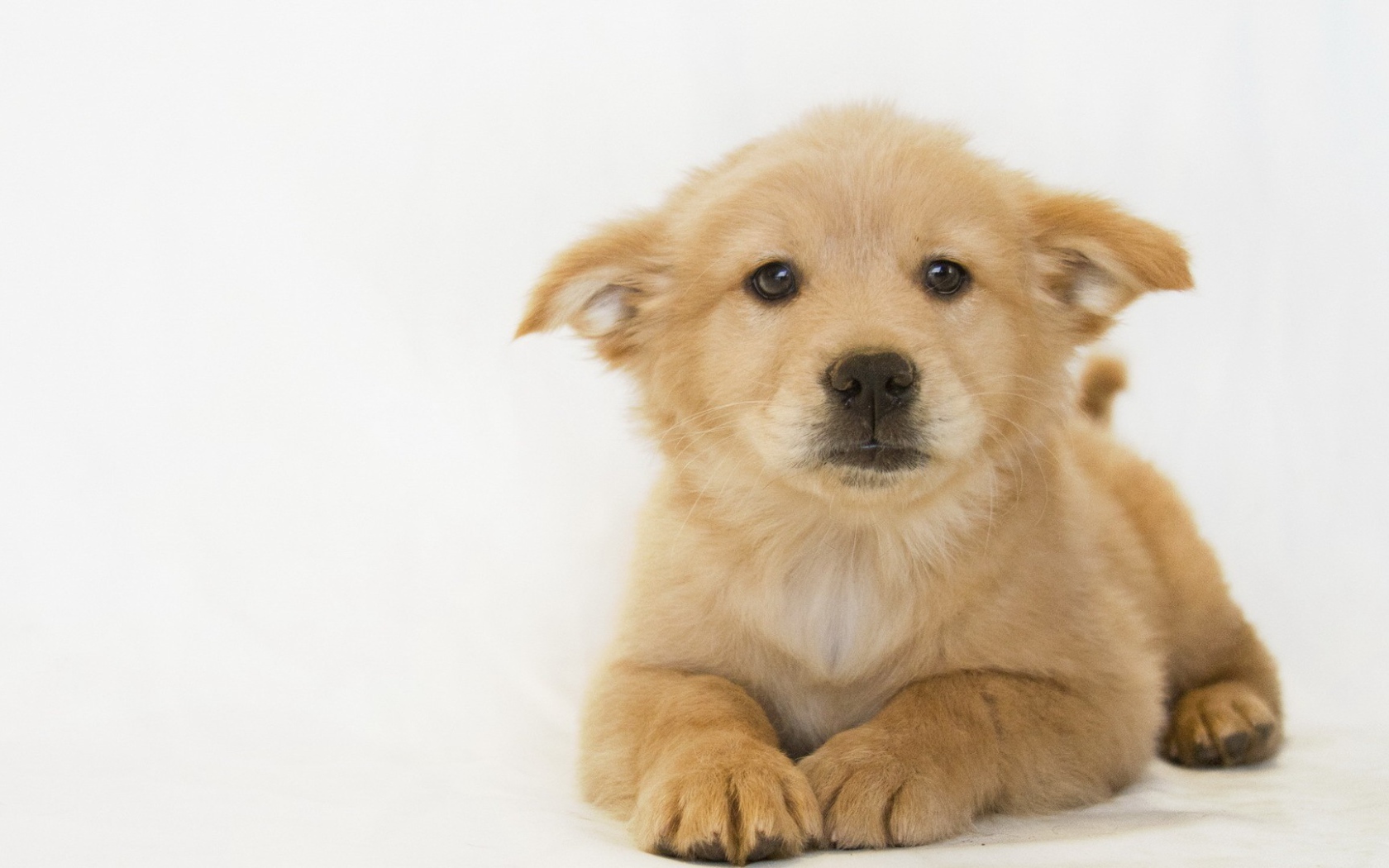 Белый щенок