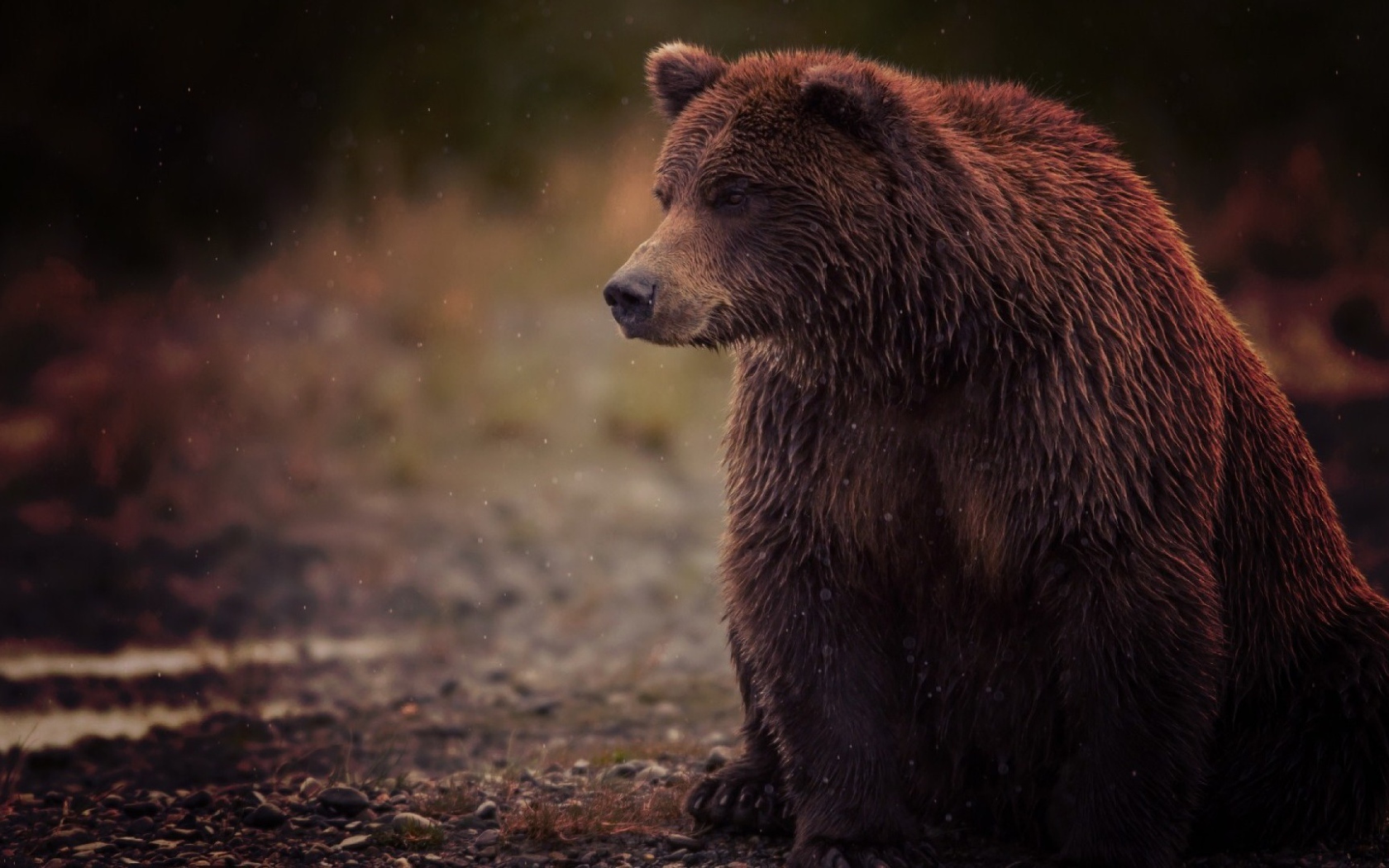 Медведь и туман