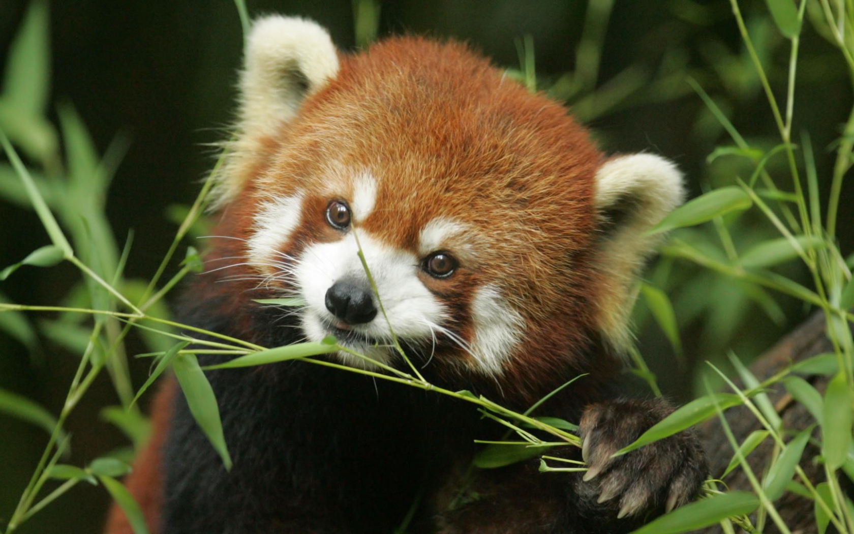 Рыжая панда