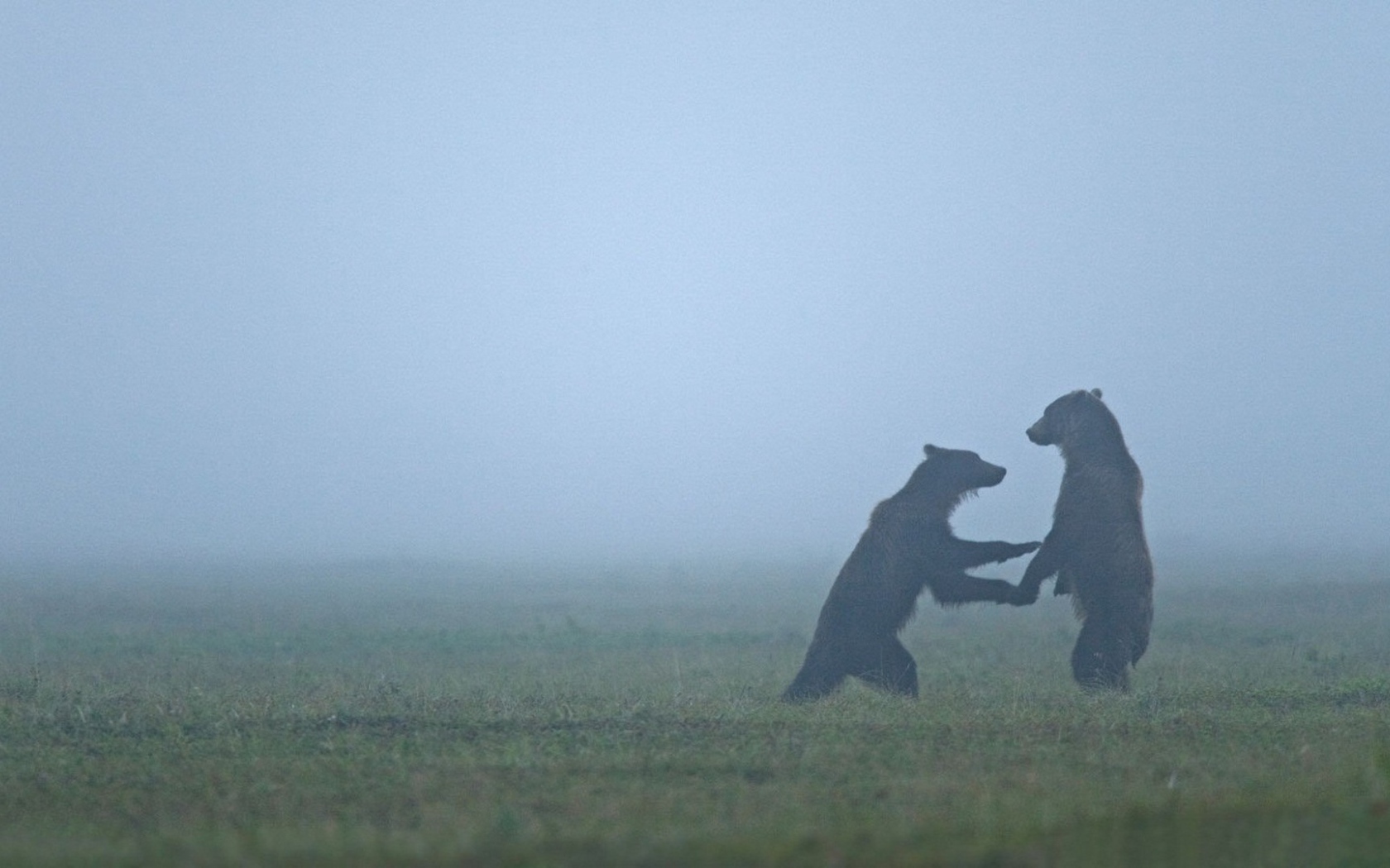 Встреча медведей