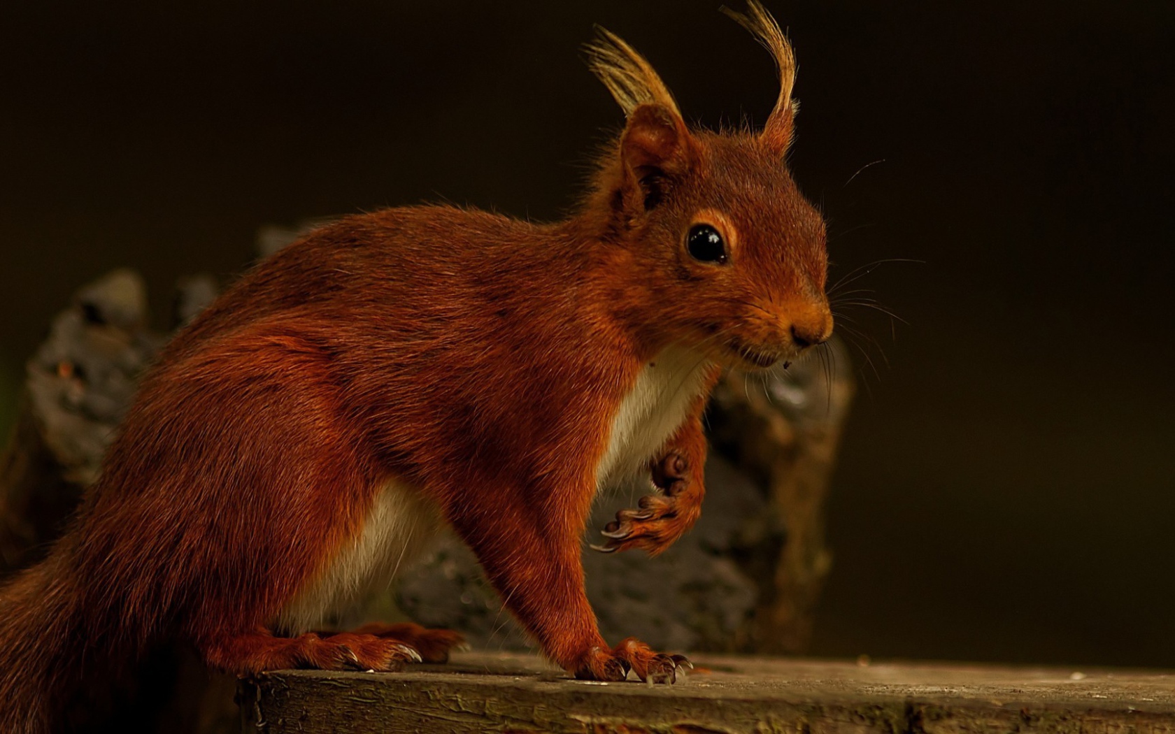 Забавная белка