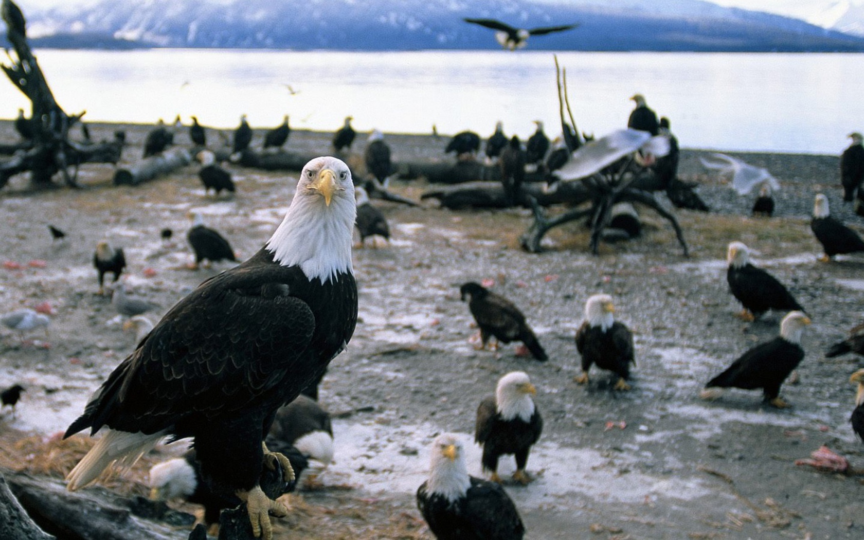 Стая белоголовых орлов