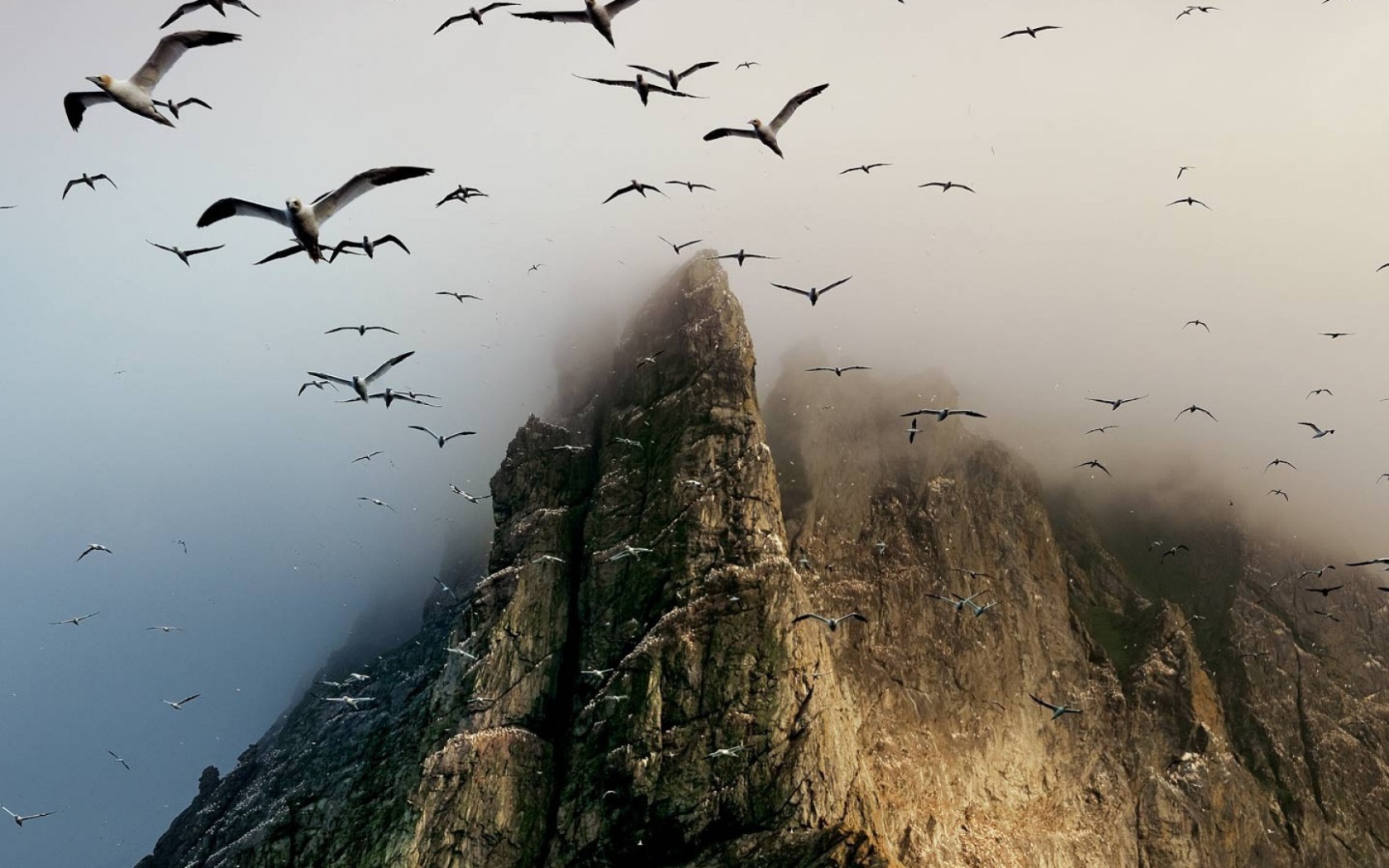 Гнездовье птиц на скалах